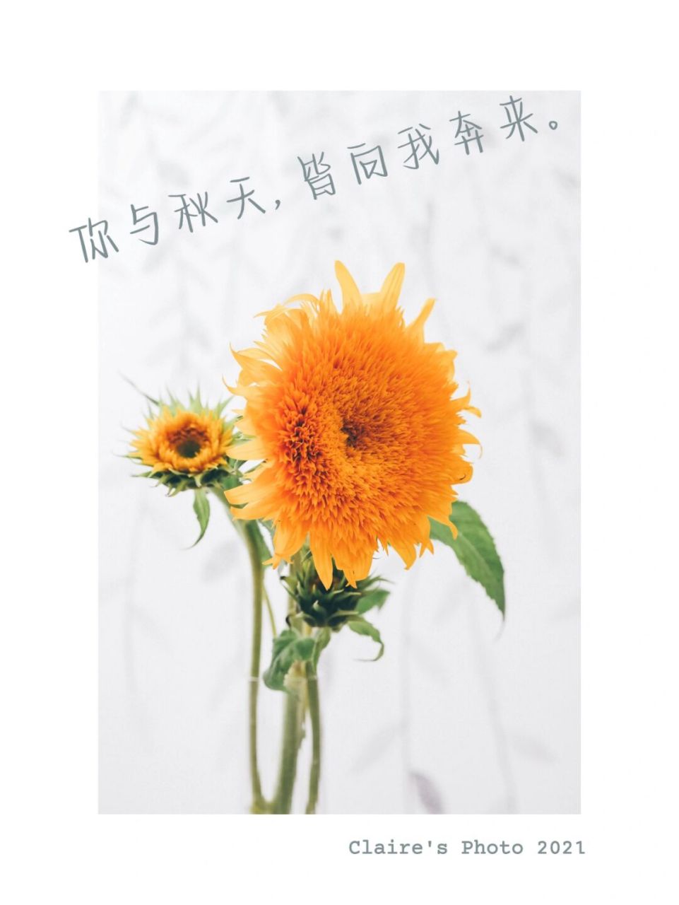 静物# #文案# #向日葵# #早安晨之美# #点缀生活的鲜花# #九月