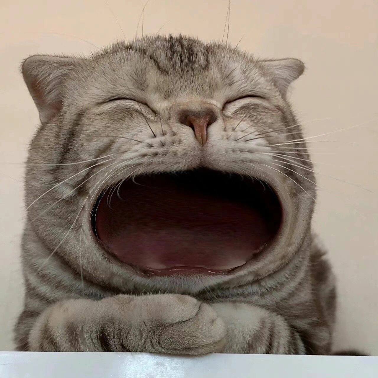 09可爱搞怪的猫猫头像～ 图源:95