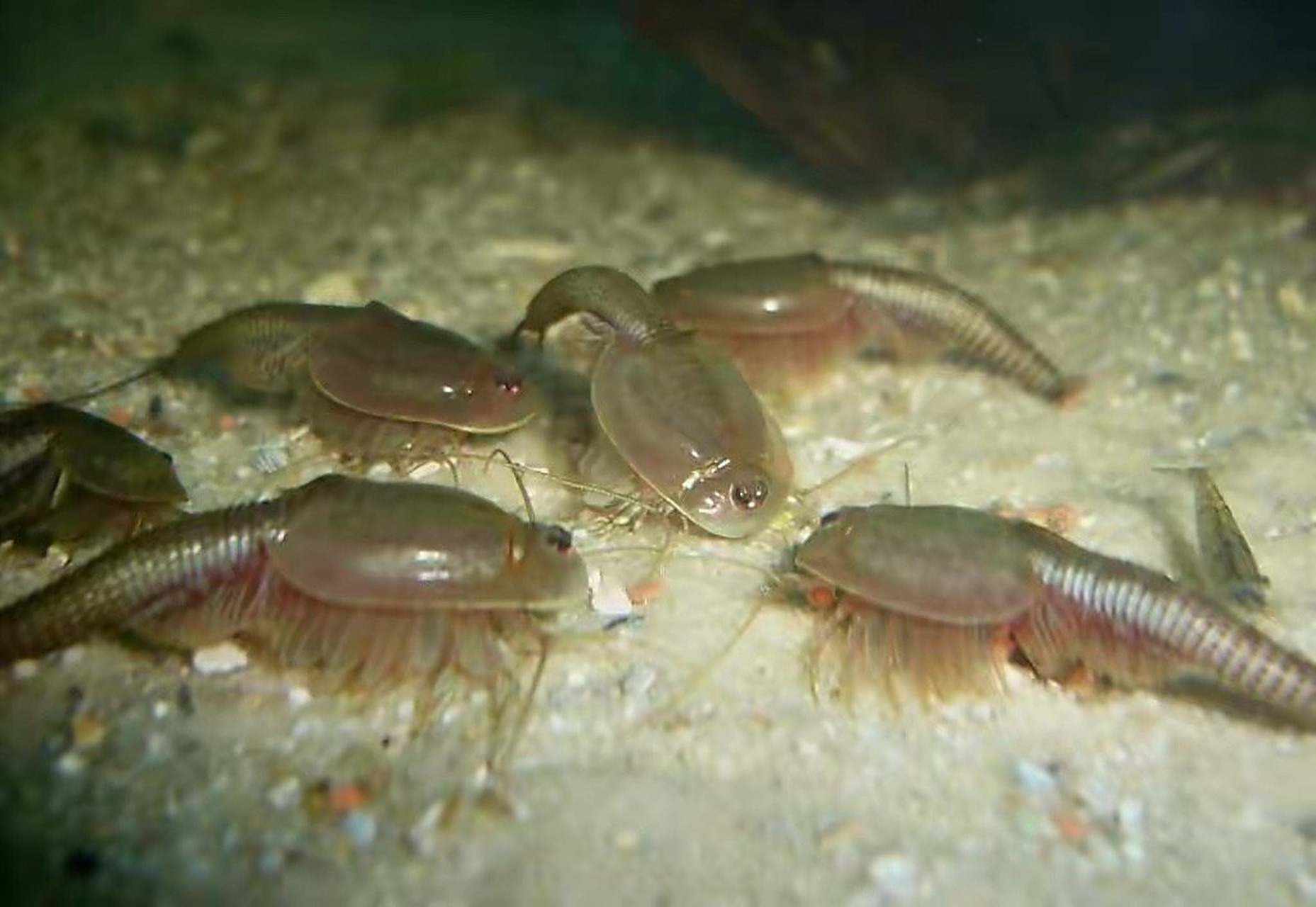 鲎虫体表深灰绿色,背壳呈椭圆形,腹部细长,柔软灵活.长尾巴成叉状.