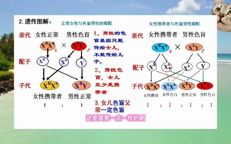 色弱遗传图片