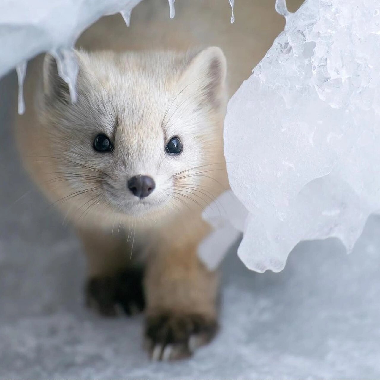 东北小萌宝——紫貂