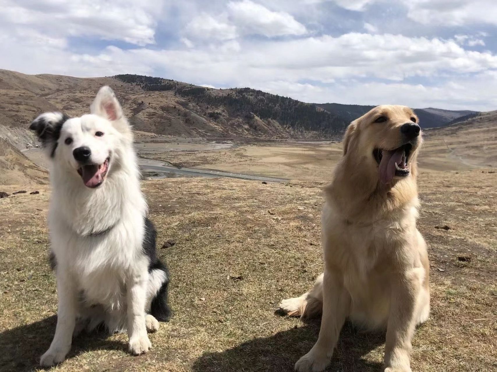 金毛和边牧串串能串成啥样? 🤭金毛和边牧都是一岁半的弟弟妹妹  0