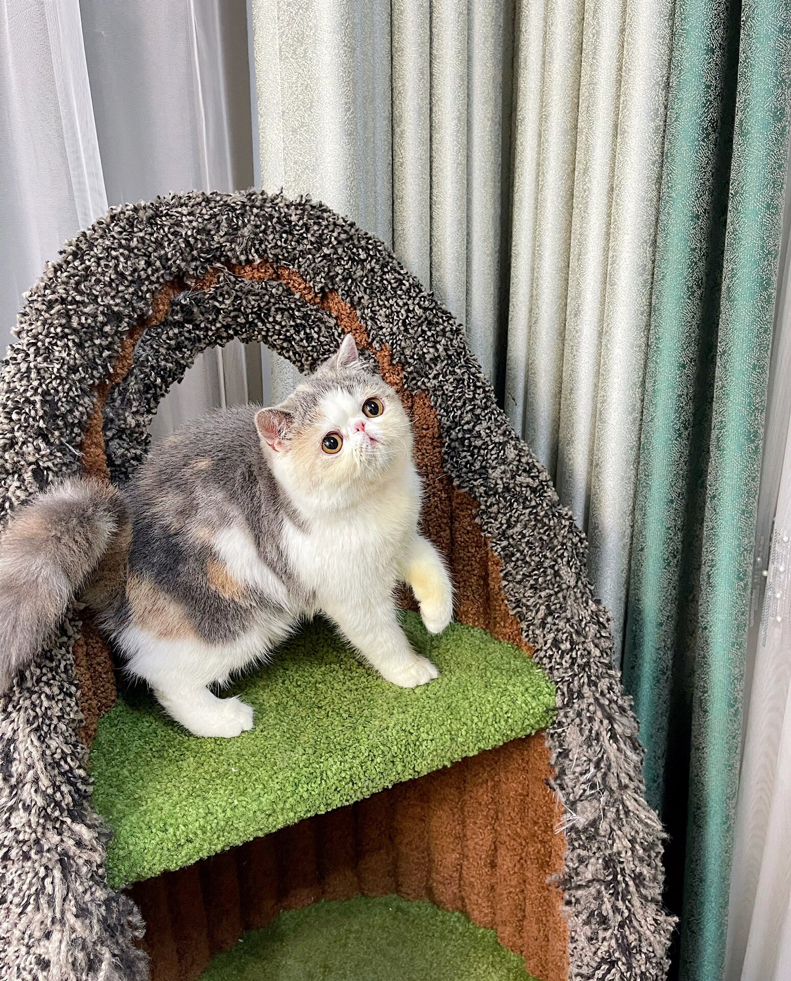 报告!有一种甜妹叫浅三花|加菲猫|扁脸猫