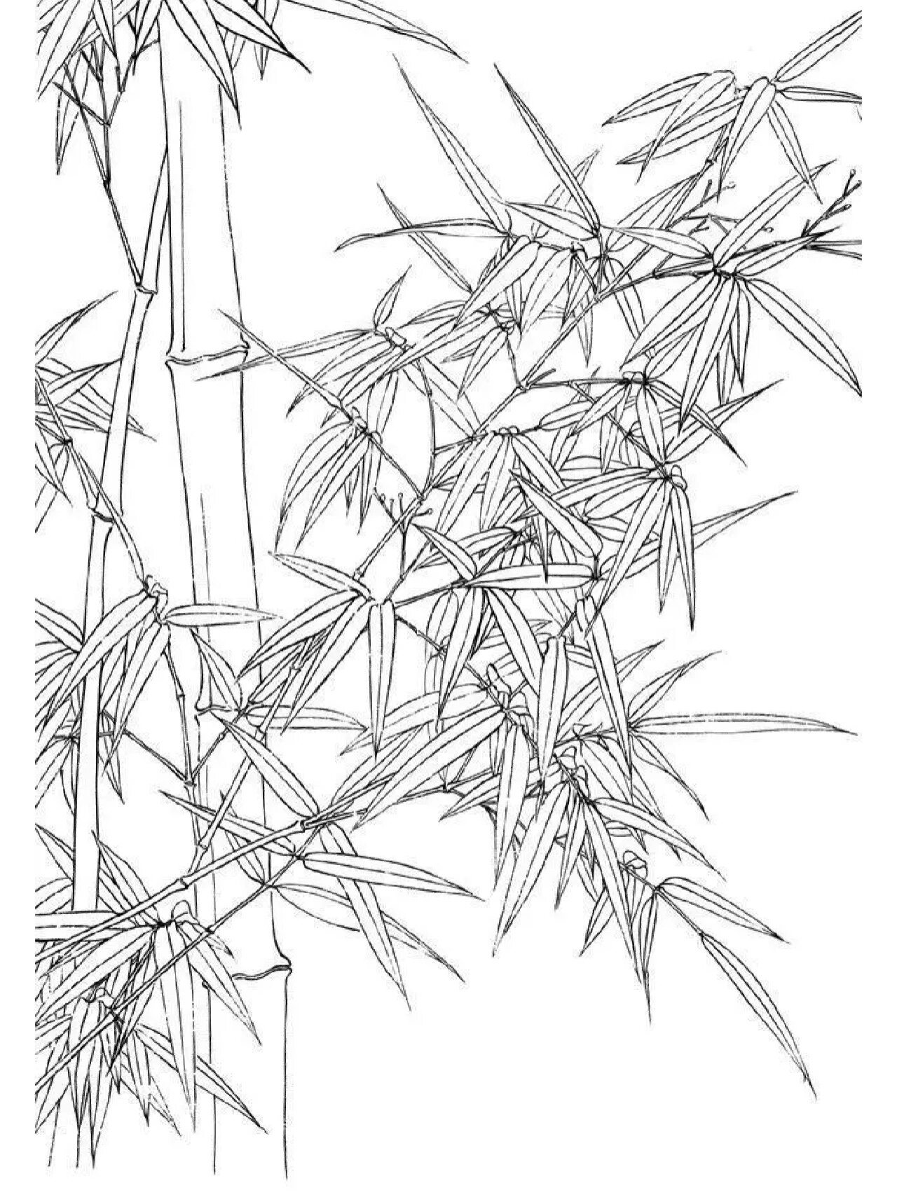 工笔画《竹与鸟》白描稿