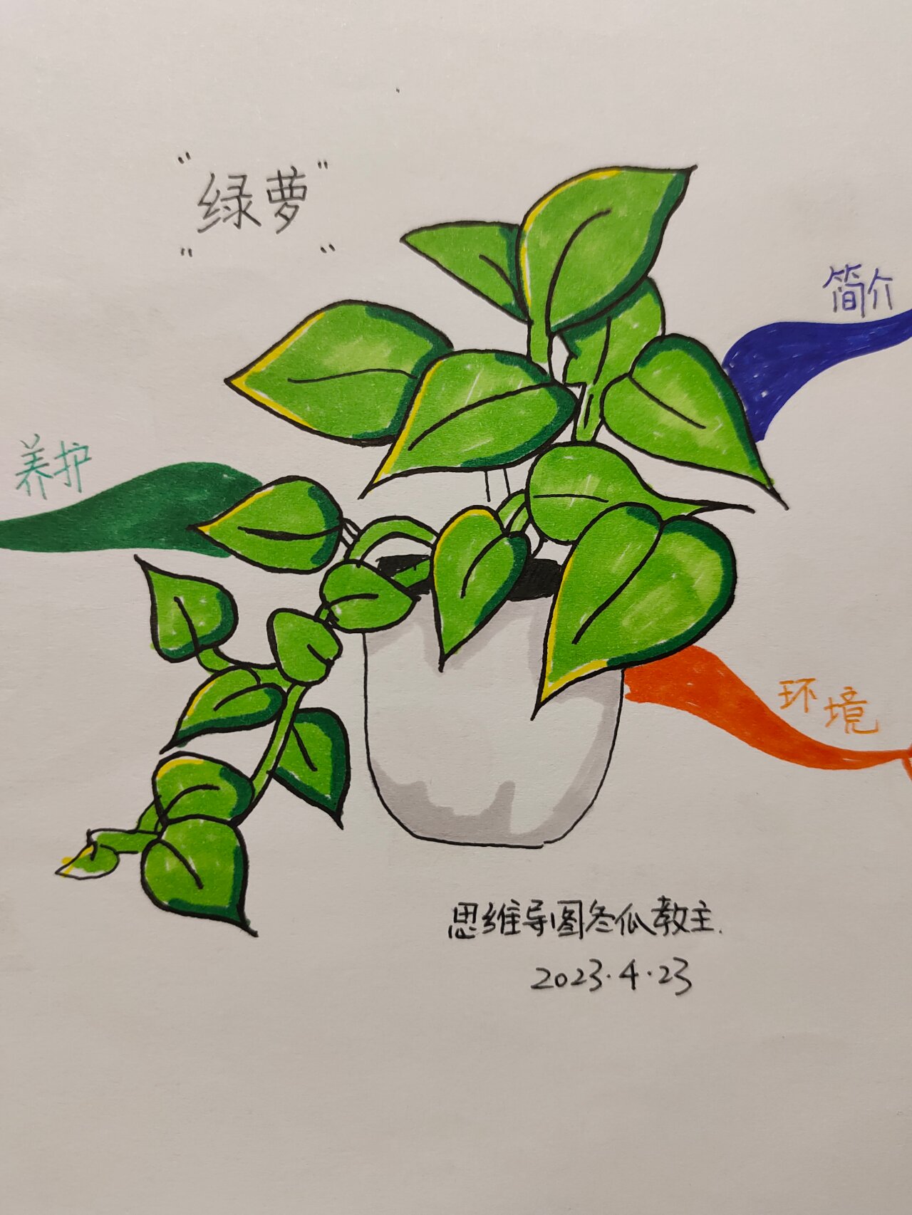 植物思维导图简单种类图片