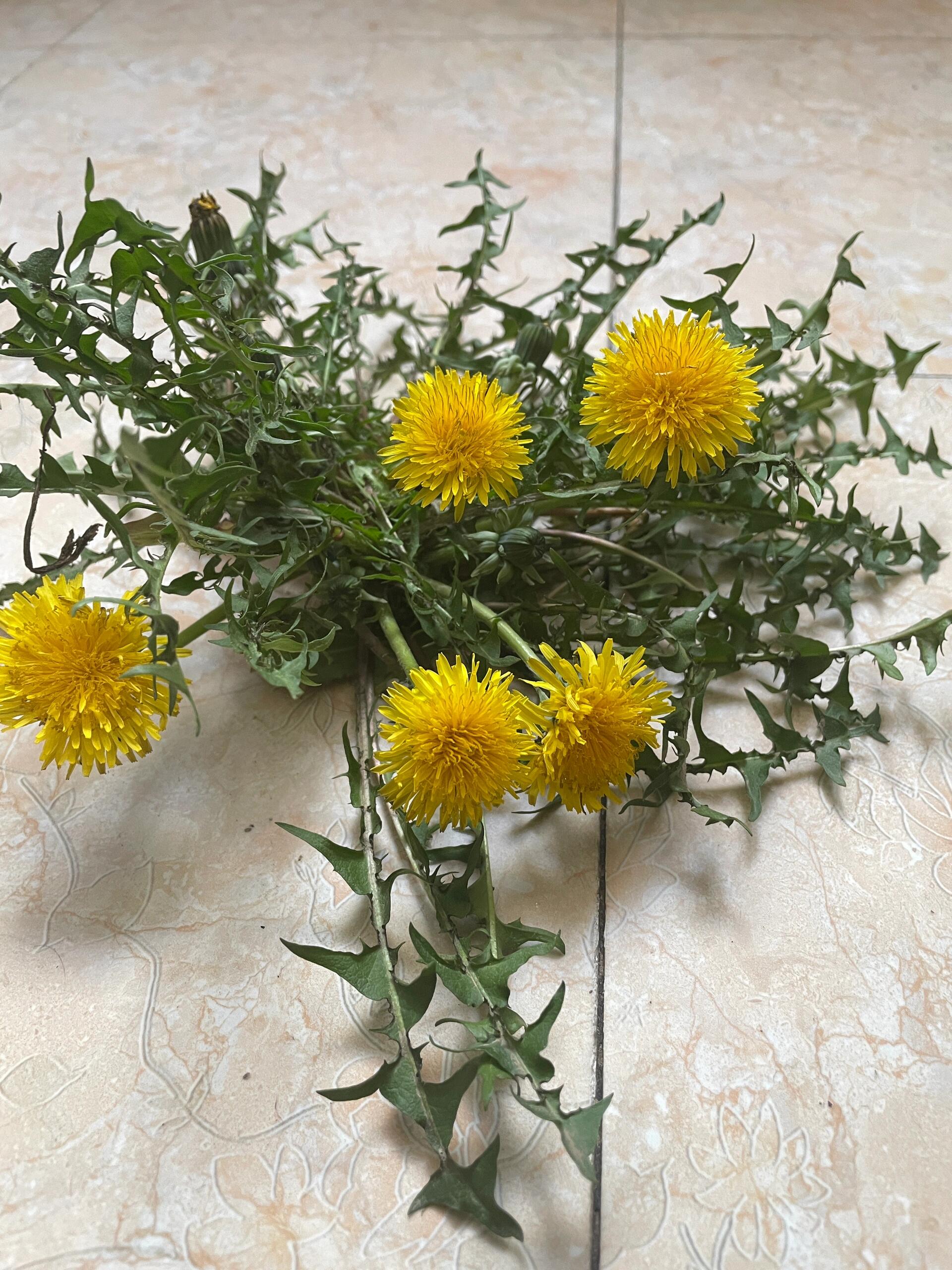 蒲公英是清热的中药材,其味苦,甘,性寒,归肝,胃经,用蒲公英泡茶可以起