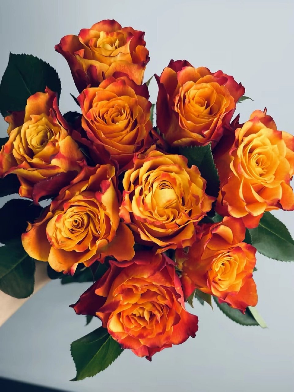 之第9天 火焰玫瑰/单头玫瑰 	 花语:火焰玫瑰花语寓意着激情与憧憬,它