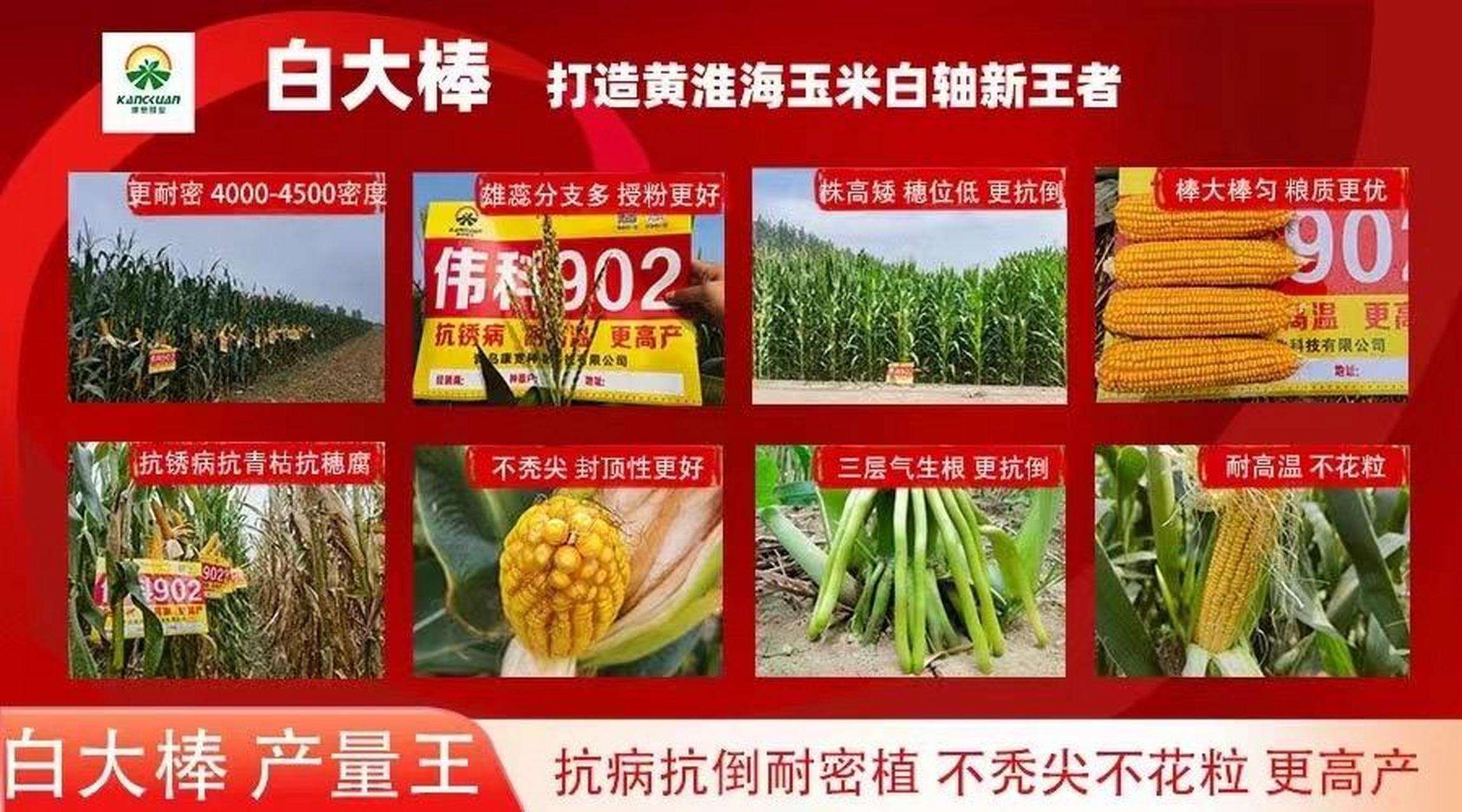 伟科812玉米种子审定号图片