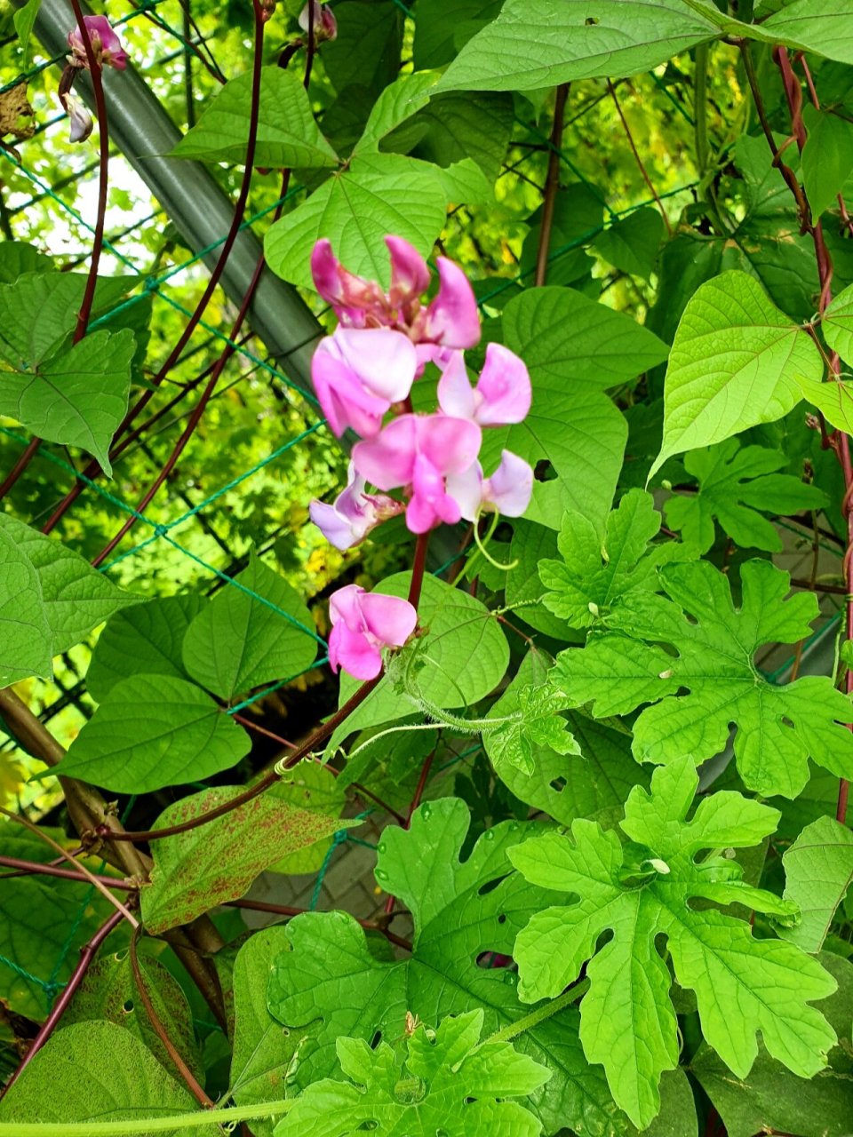 扁豆花花语图片