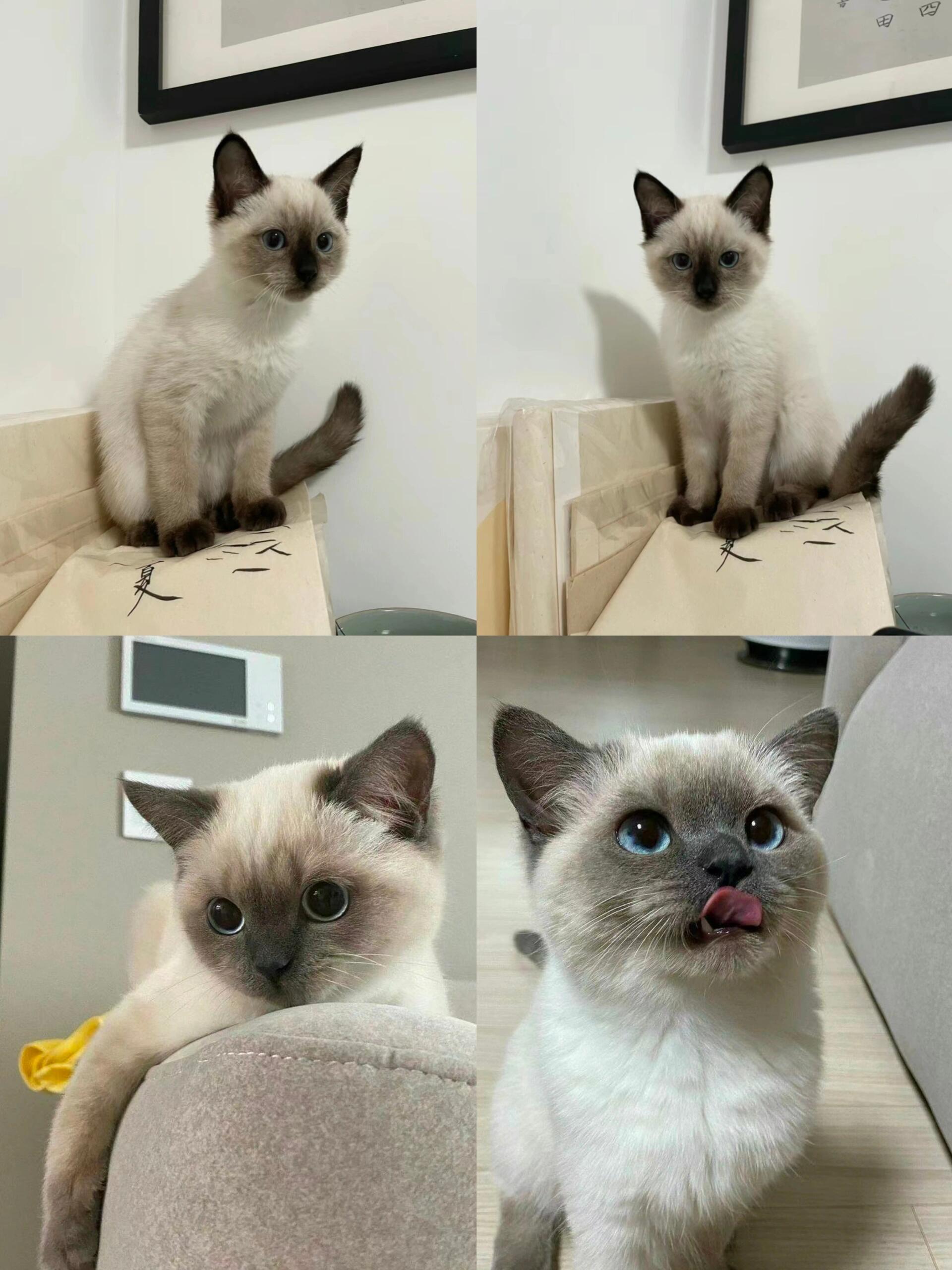 暹罗猫800一只(上海) 蹲姨姨 一窝漂亮的猫咪,两个多月,弟弟妹妹都有