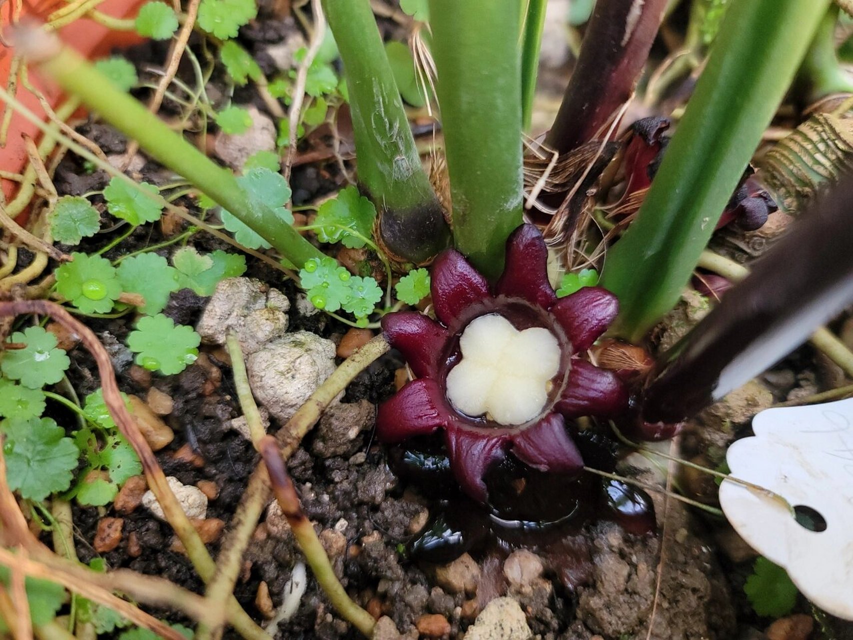 博格纳氏蜘蛛抱蛋 前年和同事去云南出差时候带回来的,种了三年才开花