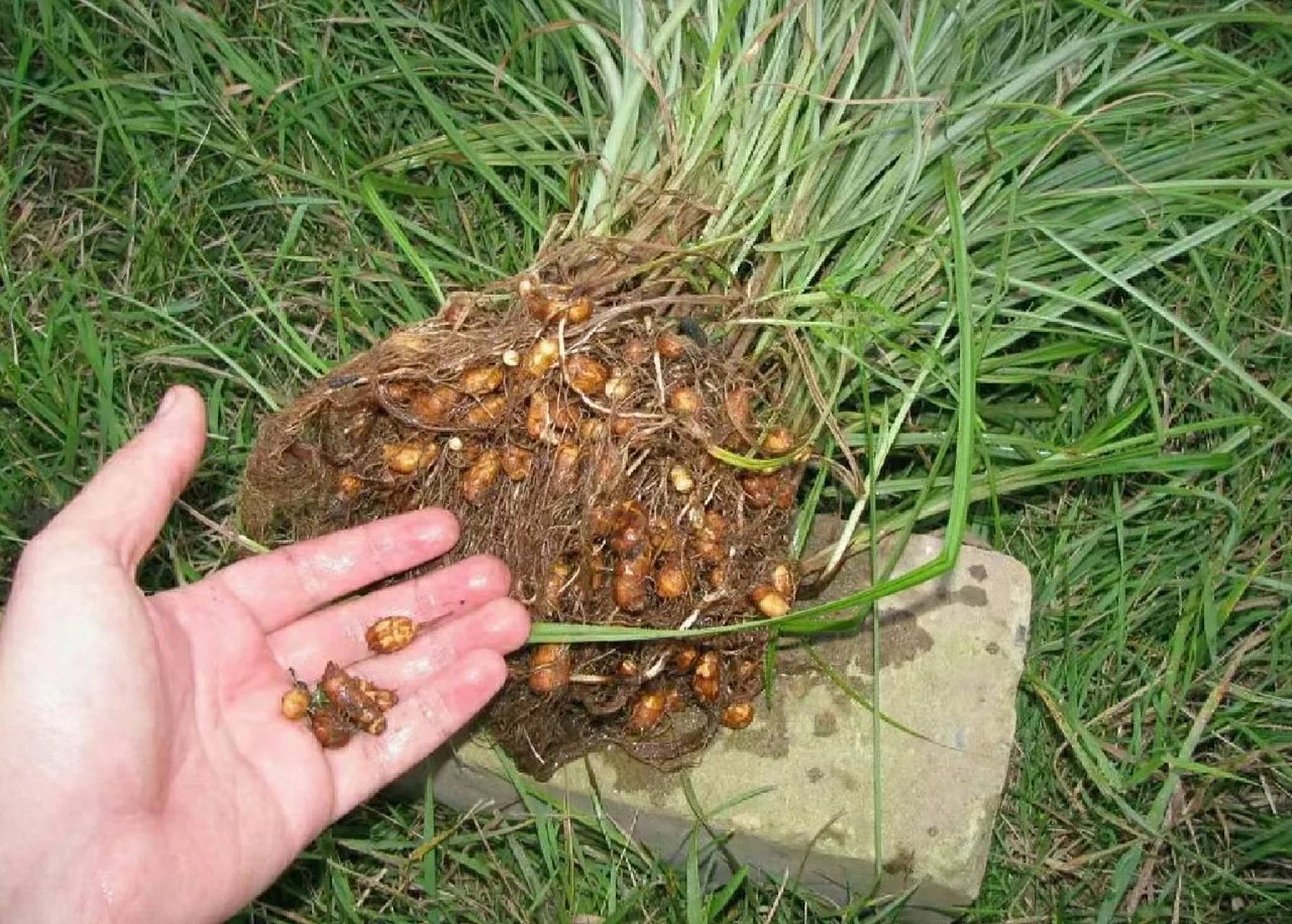 香附为莎草科植物莎草的干燥根茎 香附为莎草科植物莎草的干燥根茎.