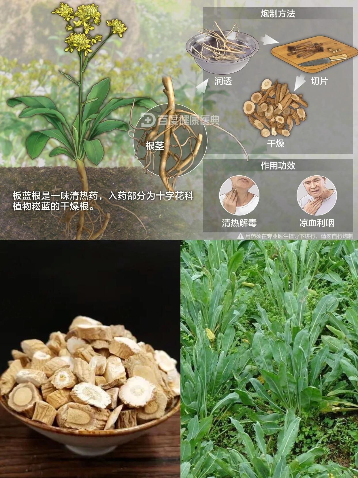 每天认识一味中草药——板蓝根