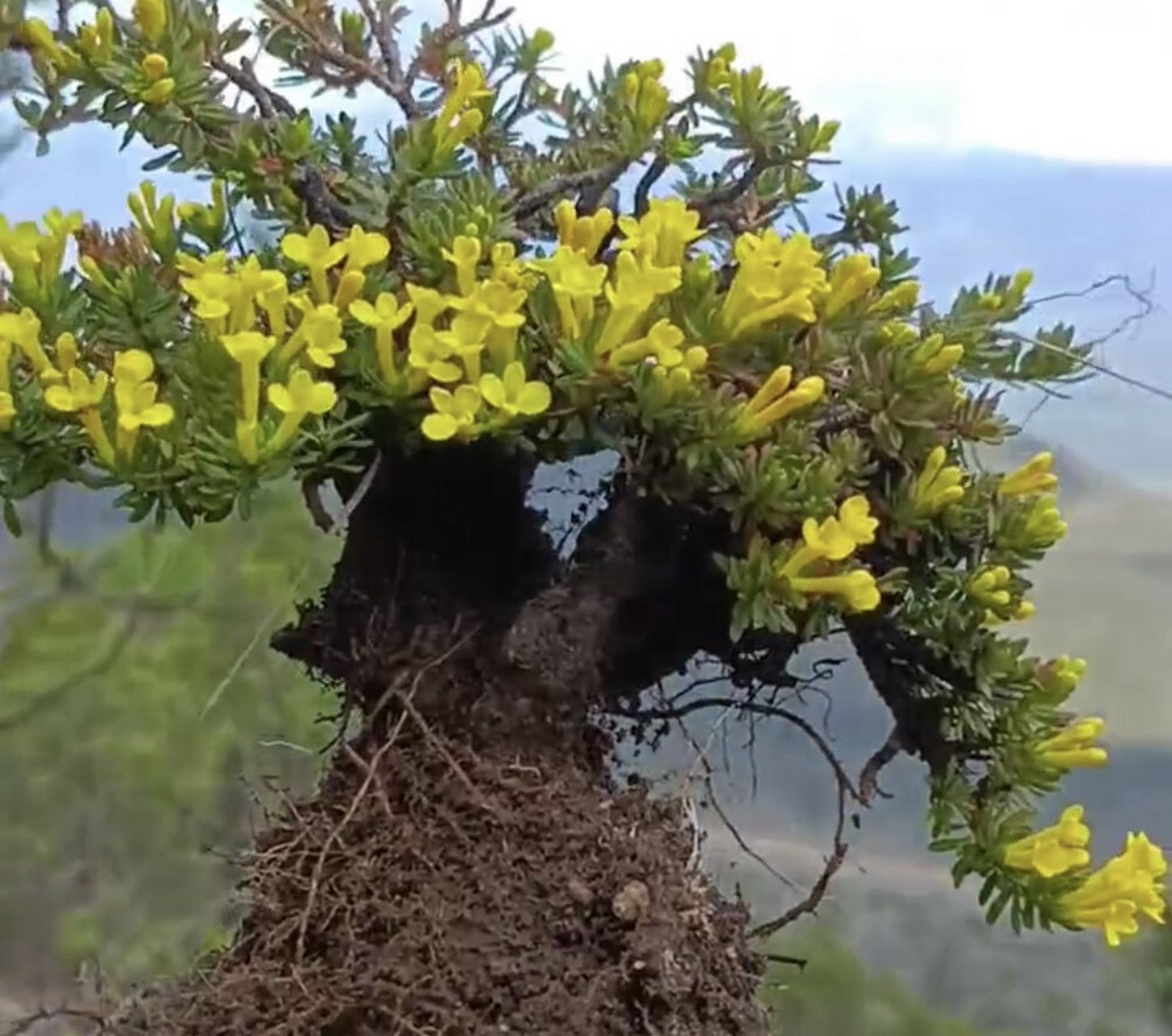 米叶橙花瑞香素材图片,直播间实物拍卖 盆景中的绝绝子,文人雅士的