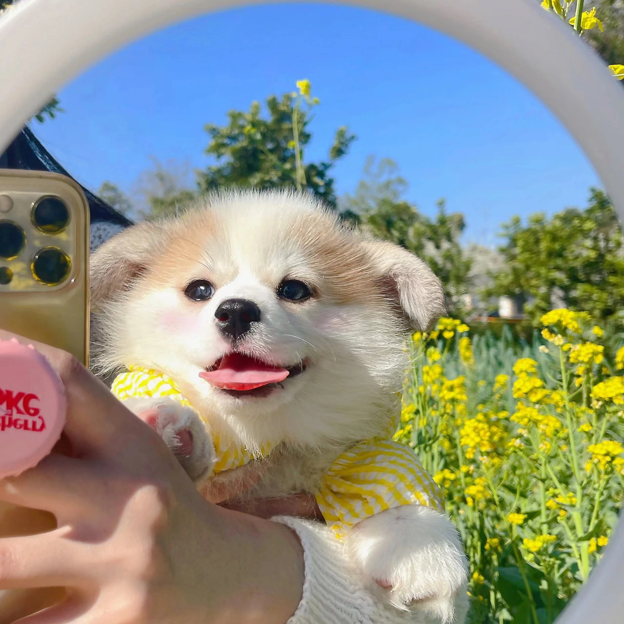 友友们,我有一堆超可爱的小动物头像要给你们看,准备好被萌到了吗98