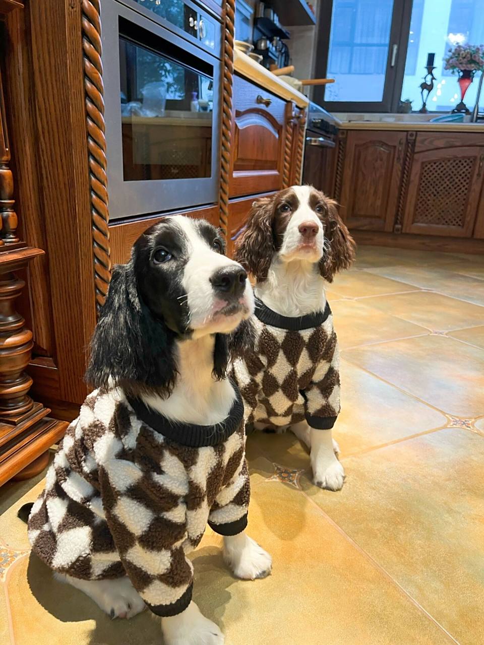 史宾格幼犬都有懵懂的眼神,好奇,平静,专注 它们每天起来的很早,基本6