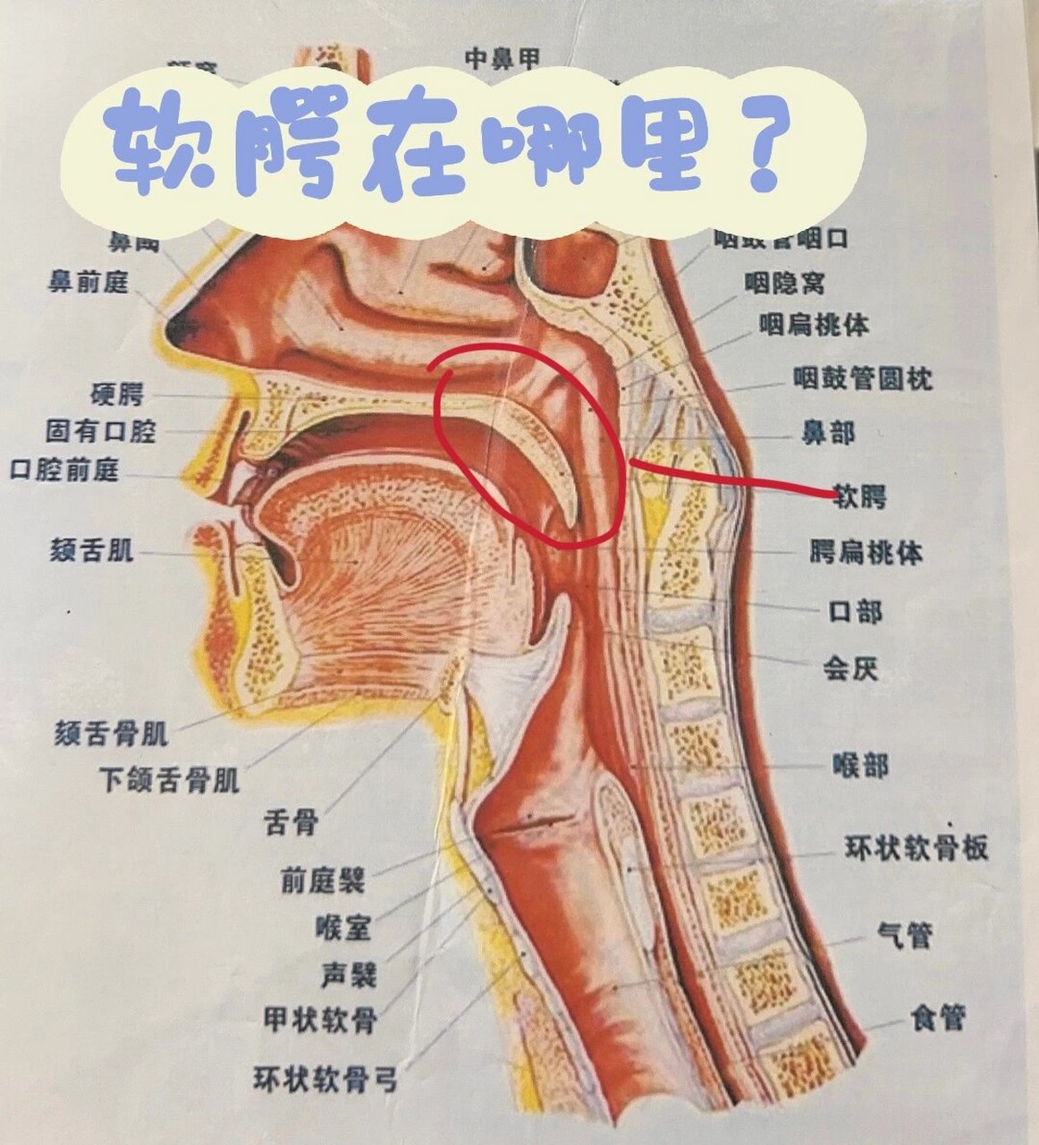 硬腭 软腭图片