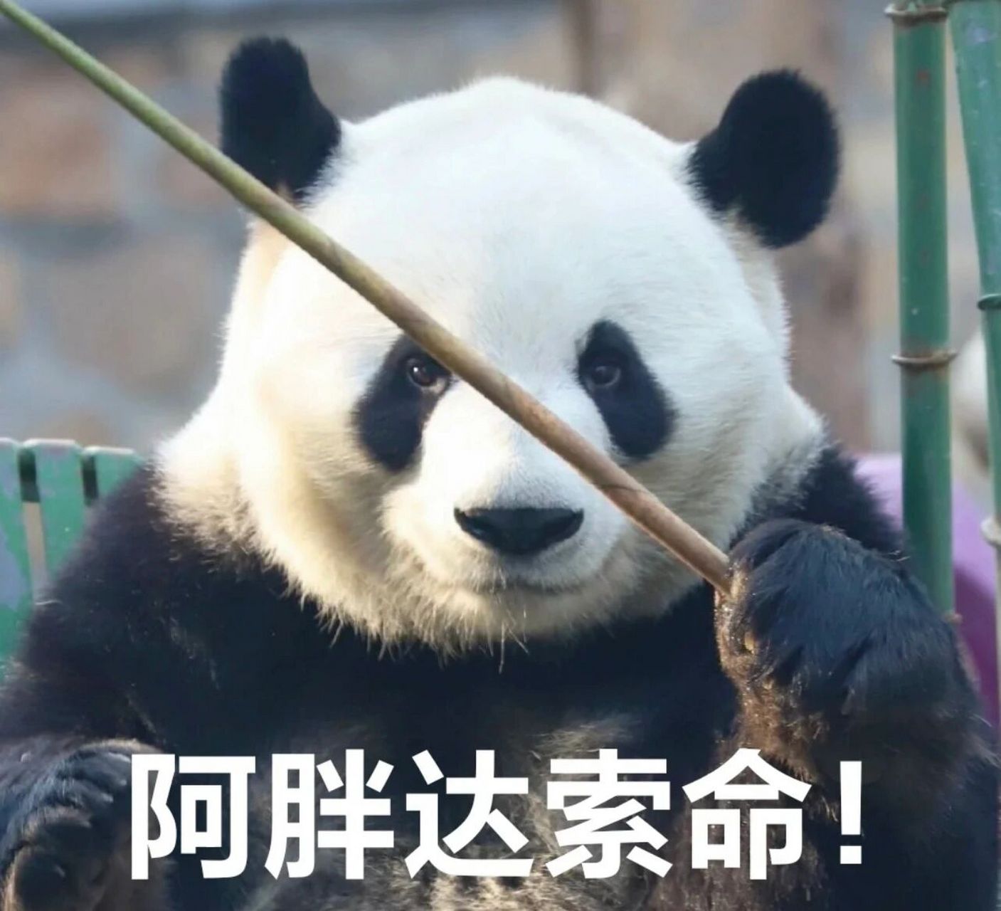 么么儿真是太可爱啦 么么儿表情包分享(5和9是福宝辣