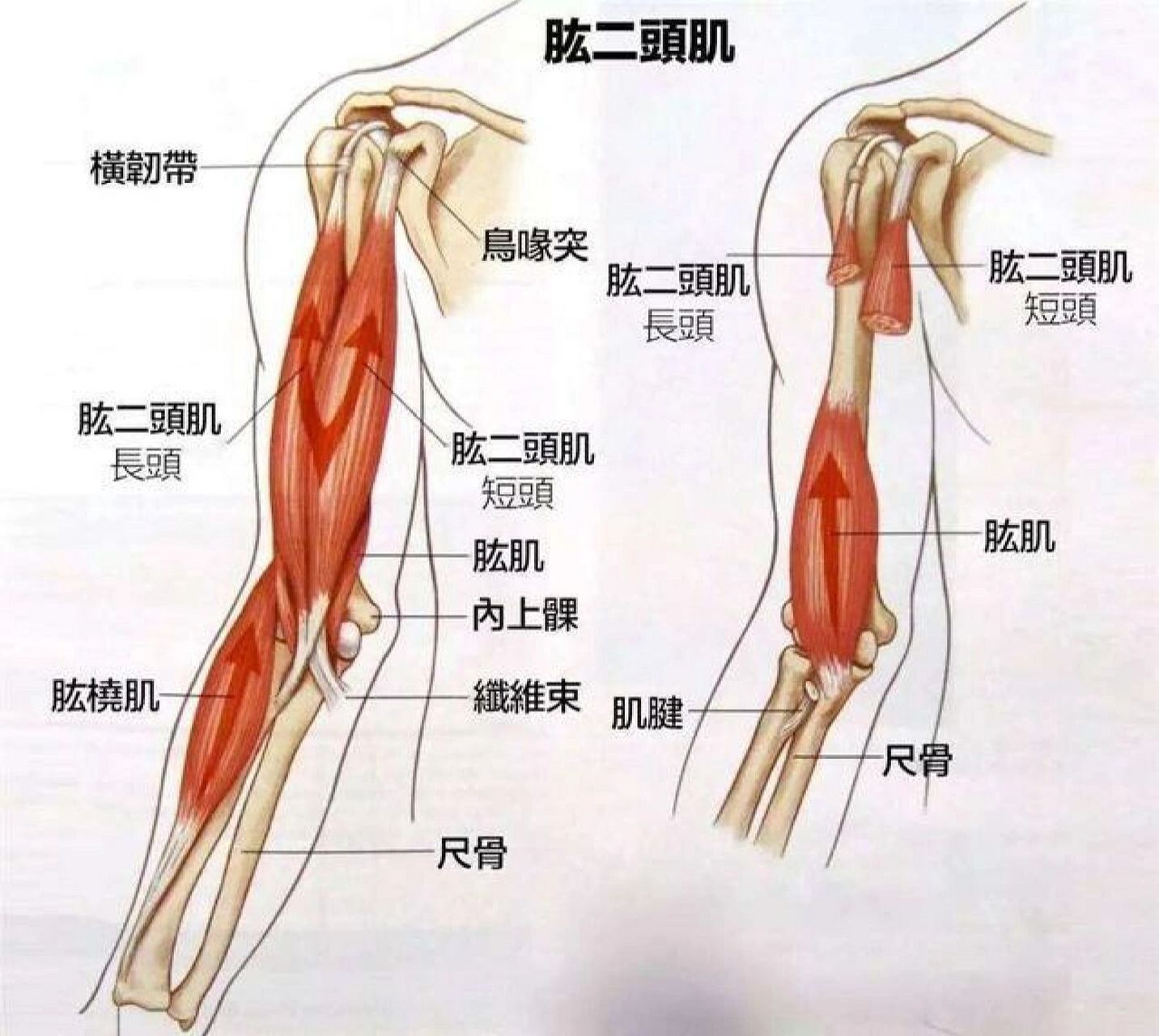 肱二头肌照片图片