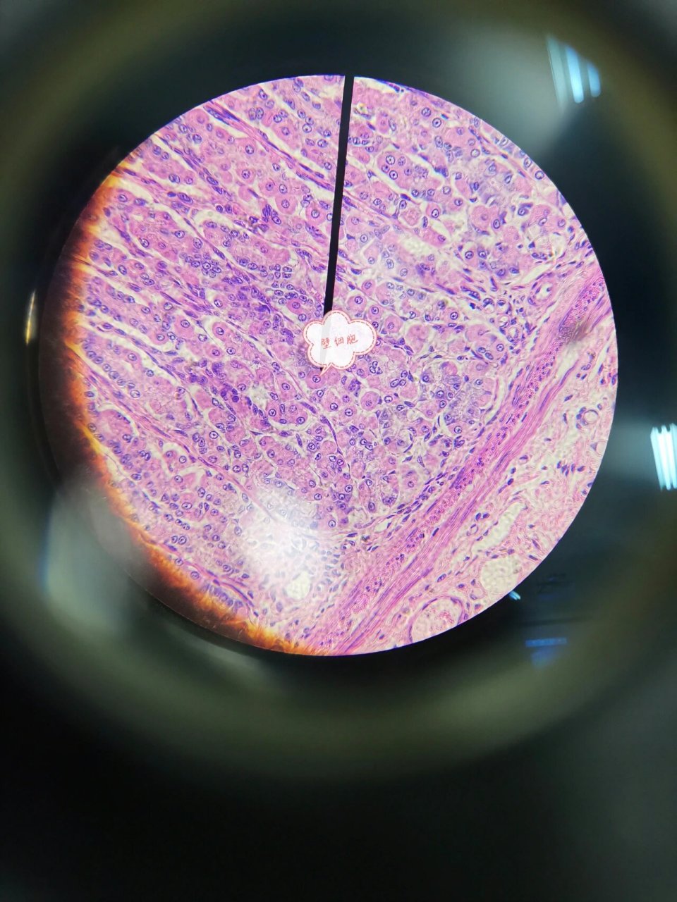 一起来看下胃底腺 组胚实验课课拍的胃底腺,好像不是很清楚