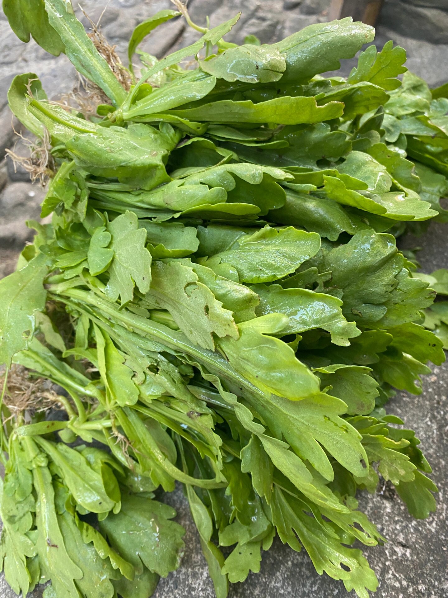 菊花菜上桌了,老公的生产是真好.时令蔬菜总先尝,新鲜蔬菜吃不完