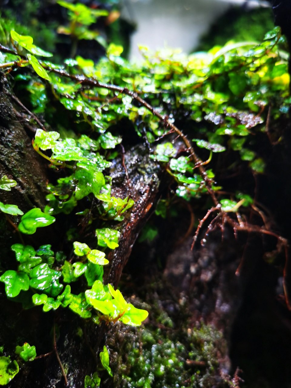 绿植成长日记day 7 掌叶霹雳  原产地泰国种源,热带气候,在高湿度