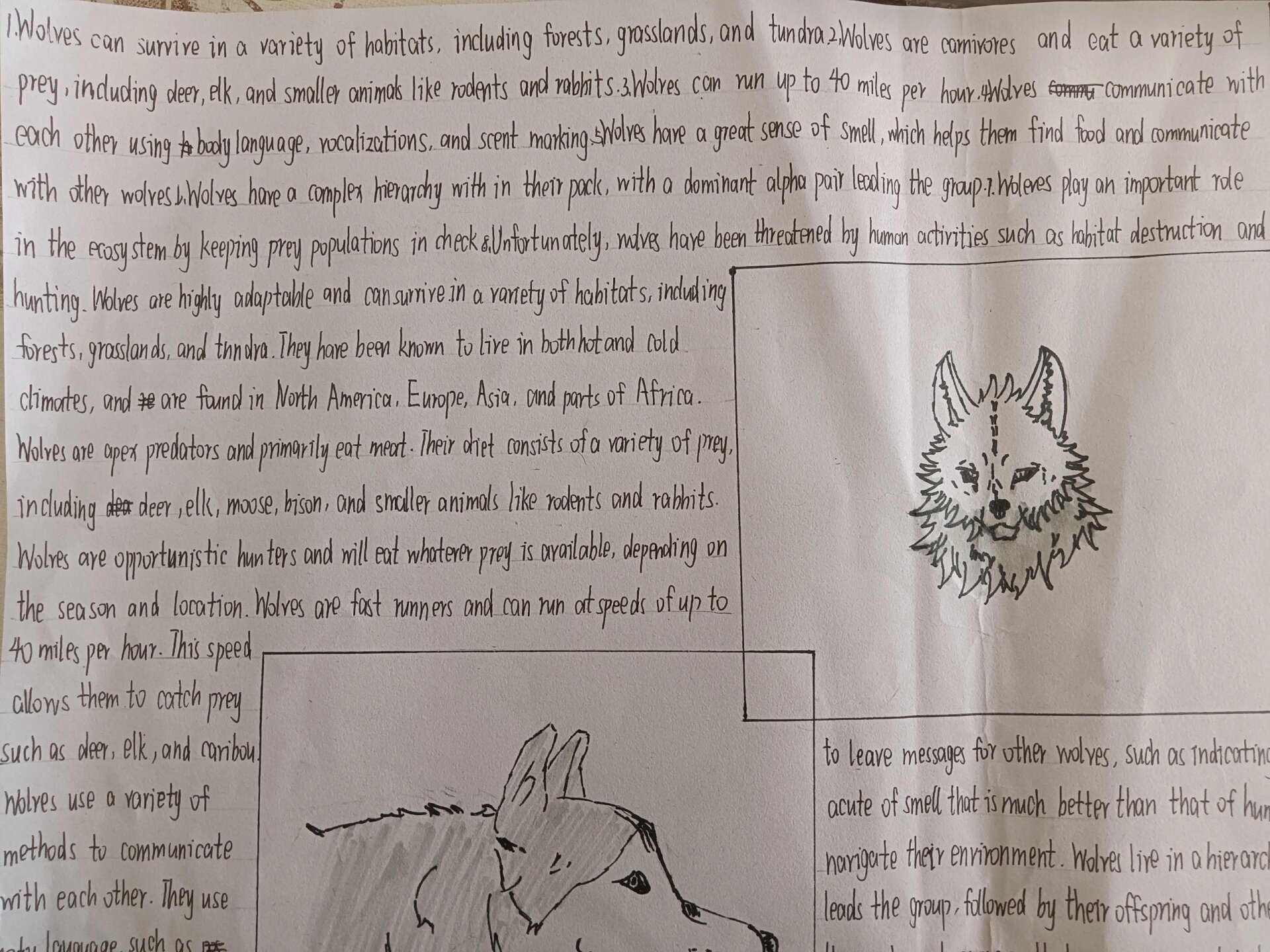 关于狼的英语手抄报