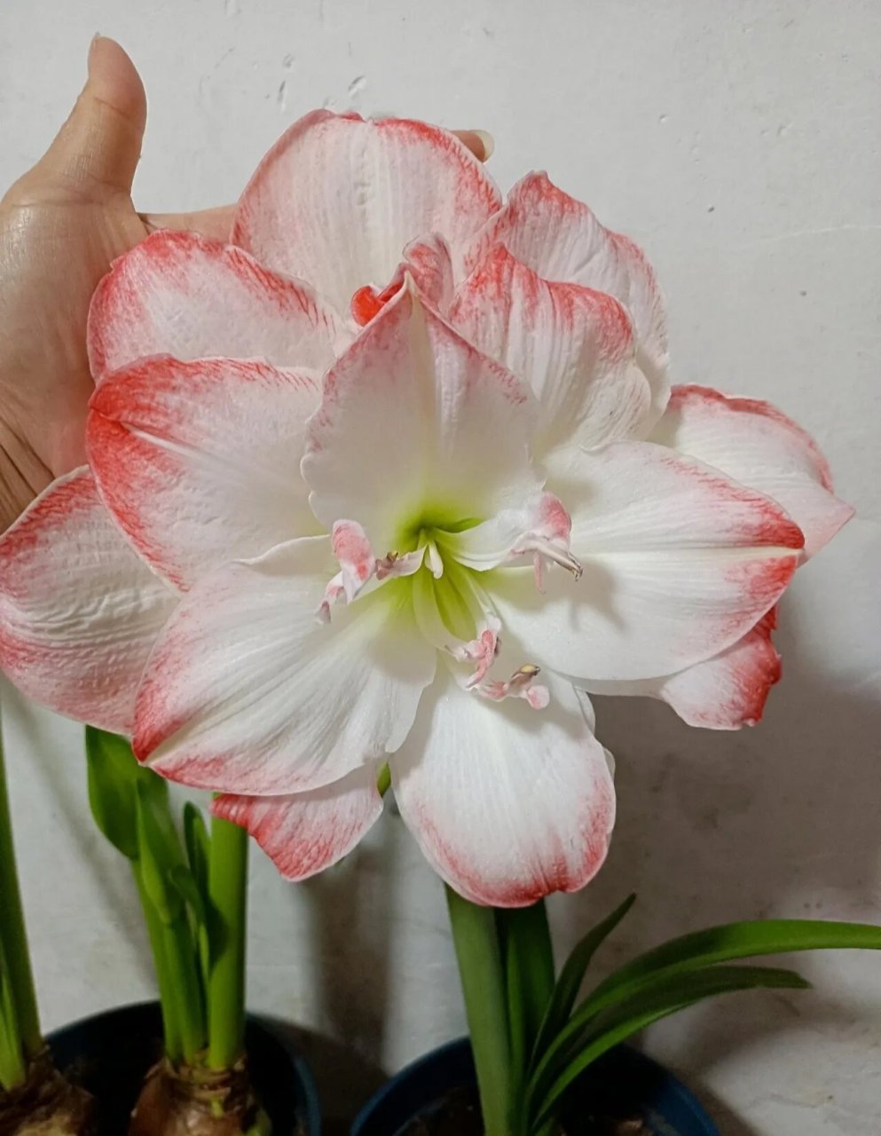 重瓣朱顶红"艾玛迪斯",也叫黛丝,糖果黛丝,经典品种,花大色美,花径