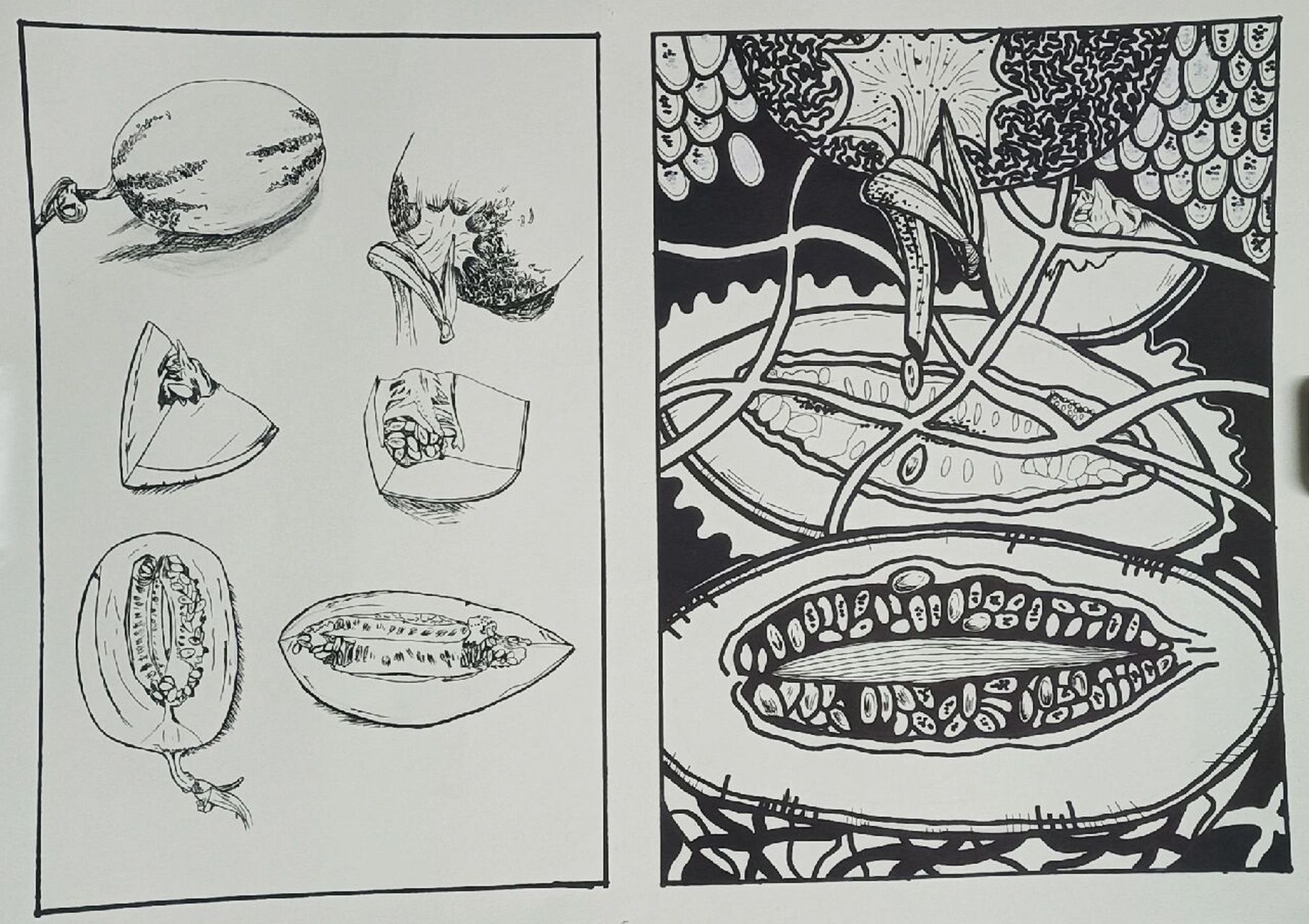 设计素描~水果观察概括和再设计 超级简单的设计素描