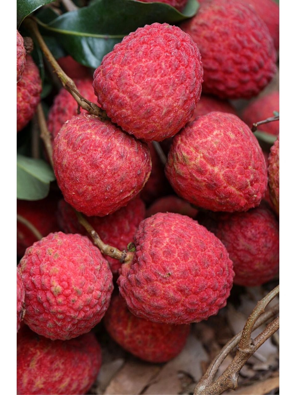 增城仙进奉荔枝 增城仙进奉,荔枝届的爱马仕,顾名思义是曾用于进奉