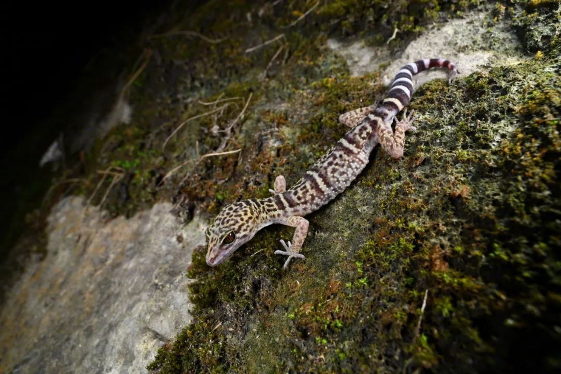 【3只望舒睑虎现身清新白湾!