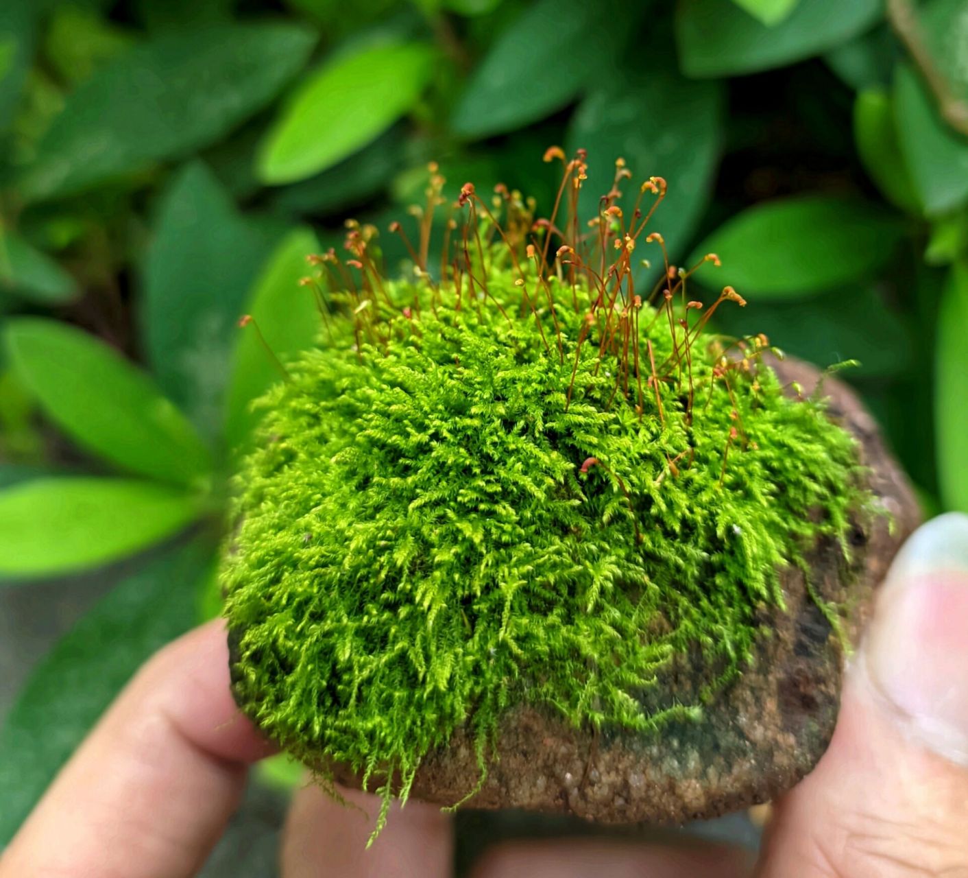 苔藓植物门代表植物图片