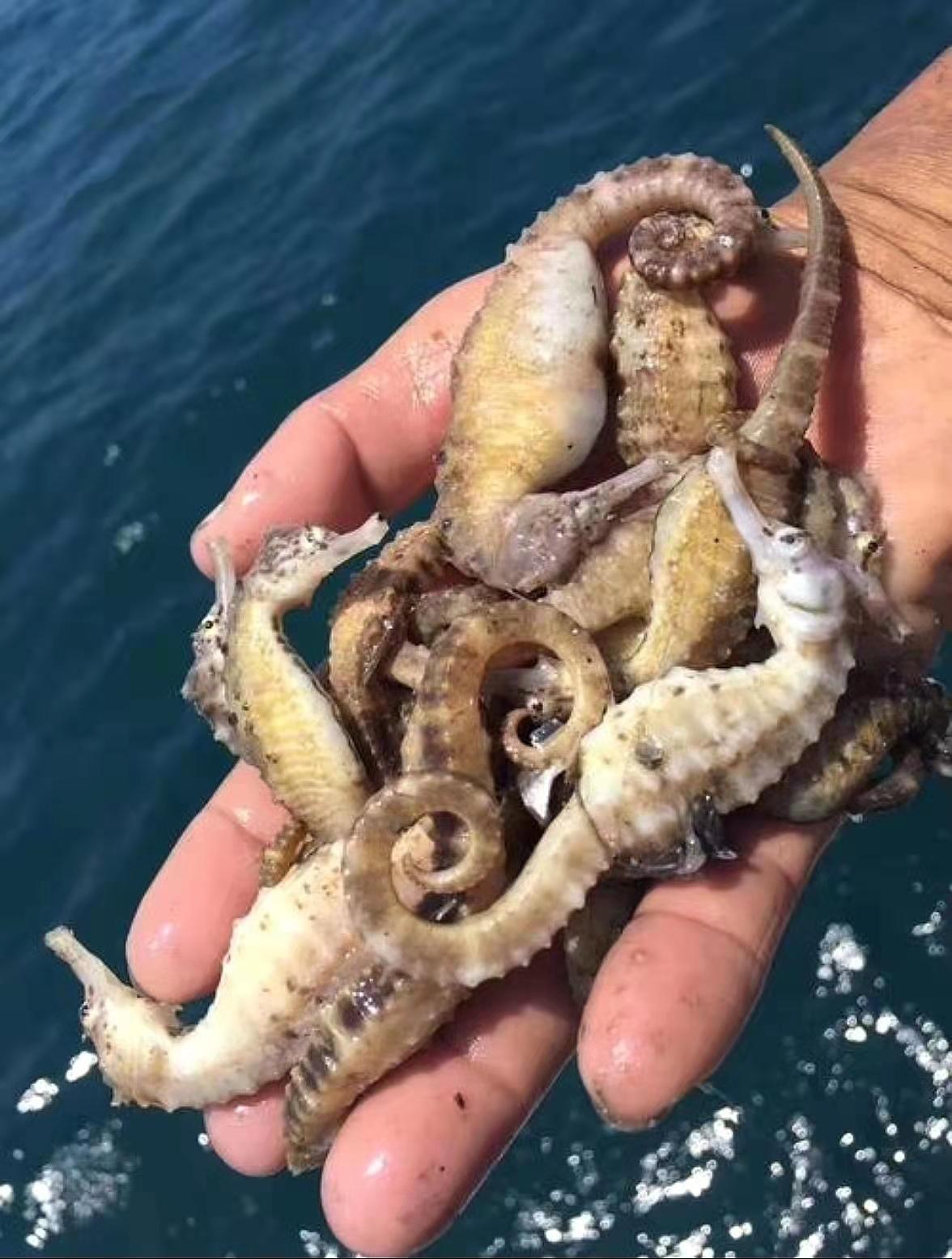 来源于海龙科动物线纹海马hippocampus kelloggi