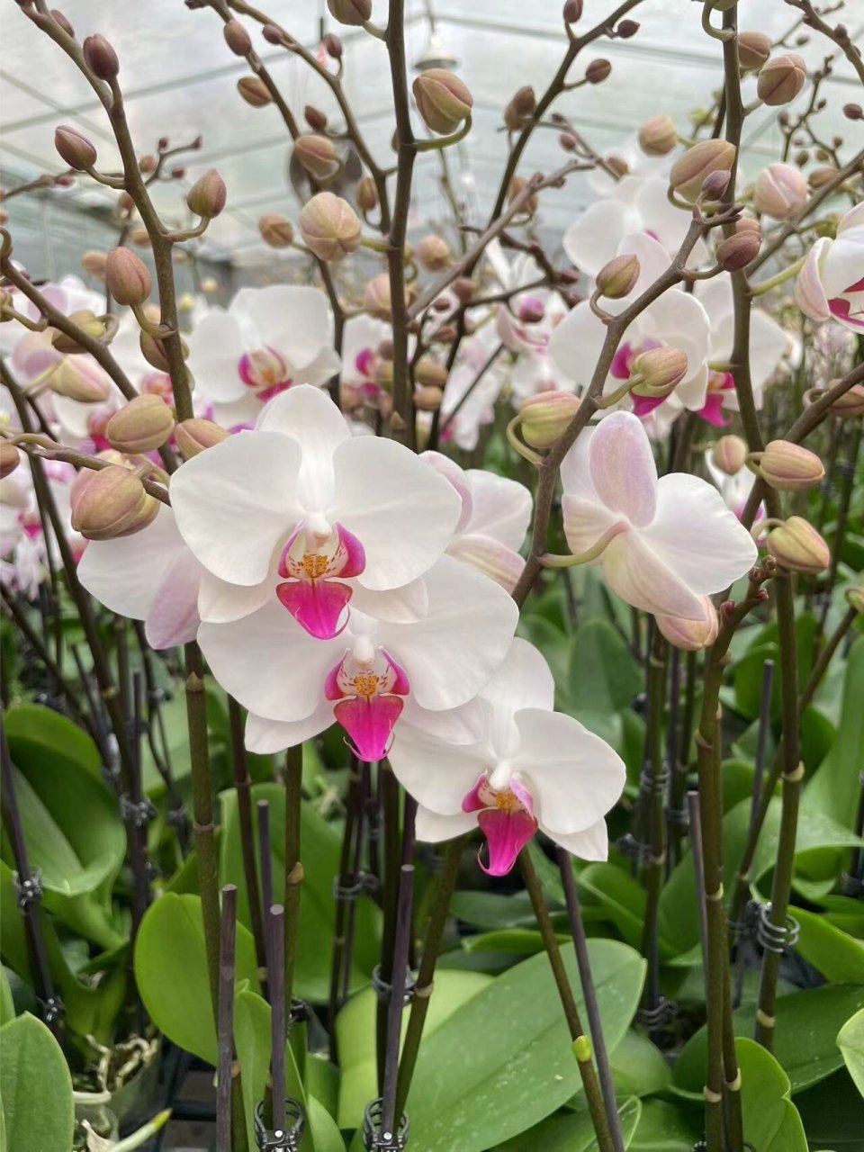 很多花花的基地/兰花/蝴蝶兰/批发 基地直销大量批发蝴蝶兰0202