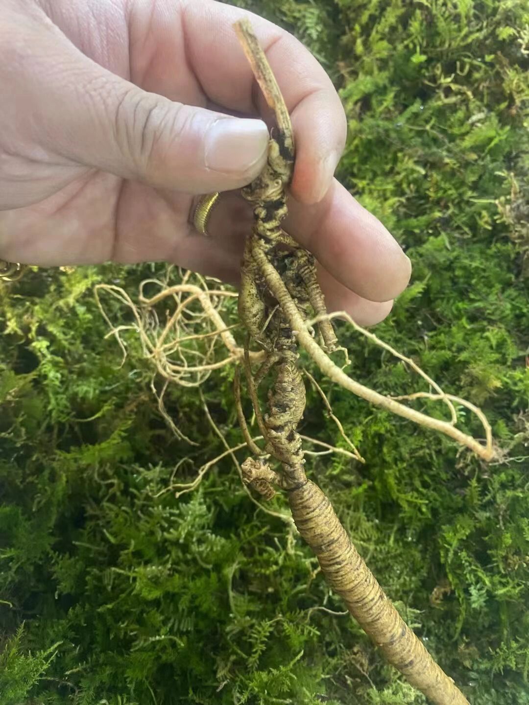 百年人参; 百年人参为五加科植物人参的干燥根和根茎,属于药食同源的