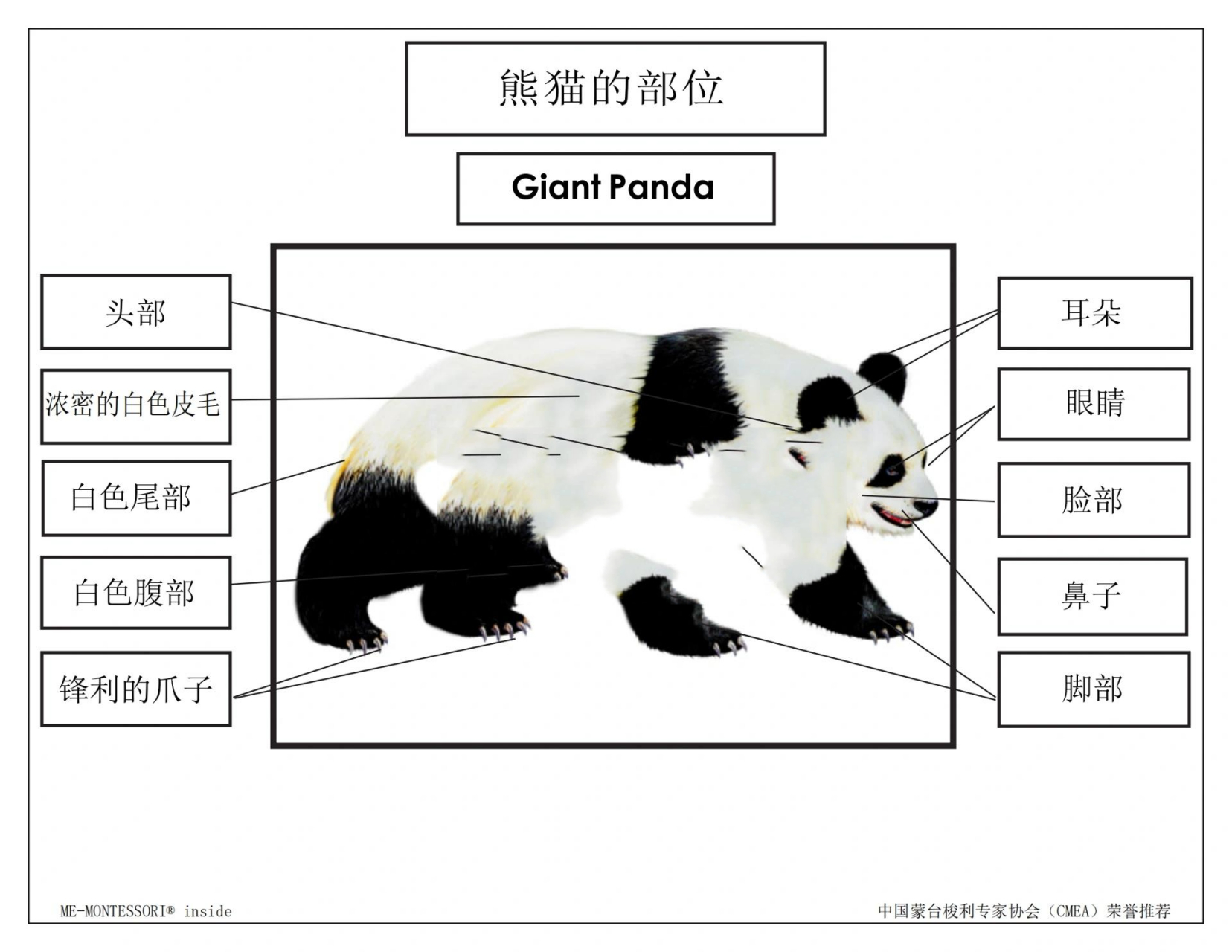 大熊猫身体器官图解图片