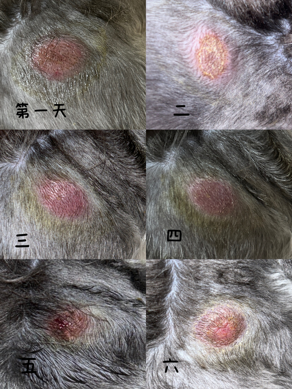 狗子真菌感染恢复过程 每天碘伏消毒两次,膏剂和喷剂各两次, 漫长的