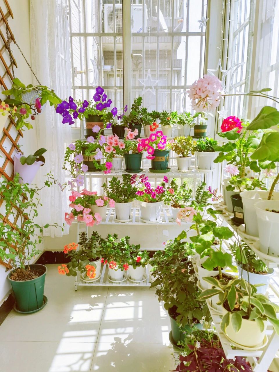 封闭阳台新手养花推荐品种 封闭阳台不通风,阳光也不