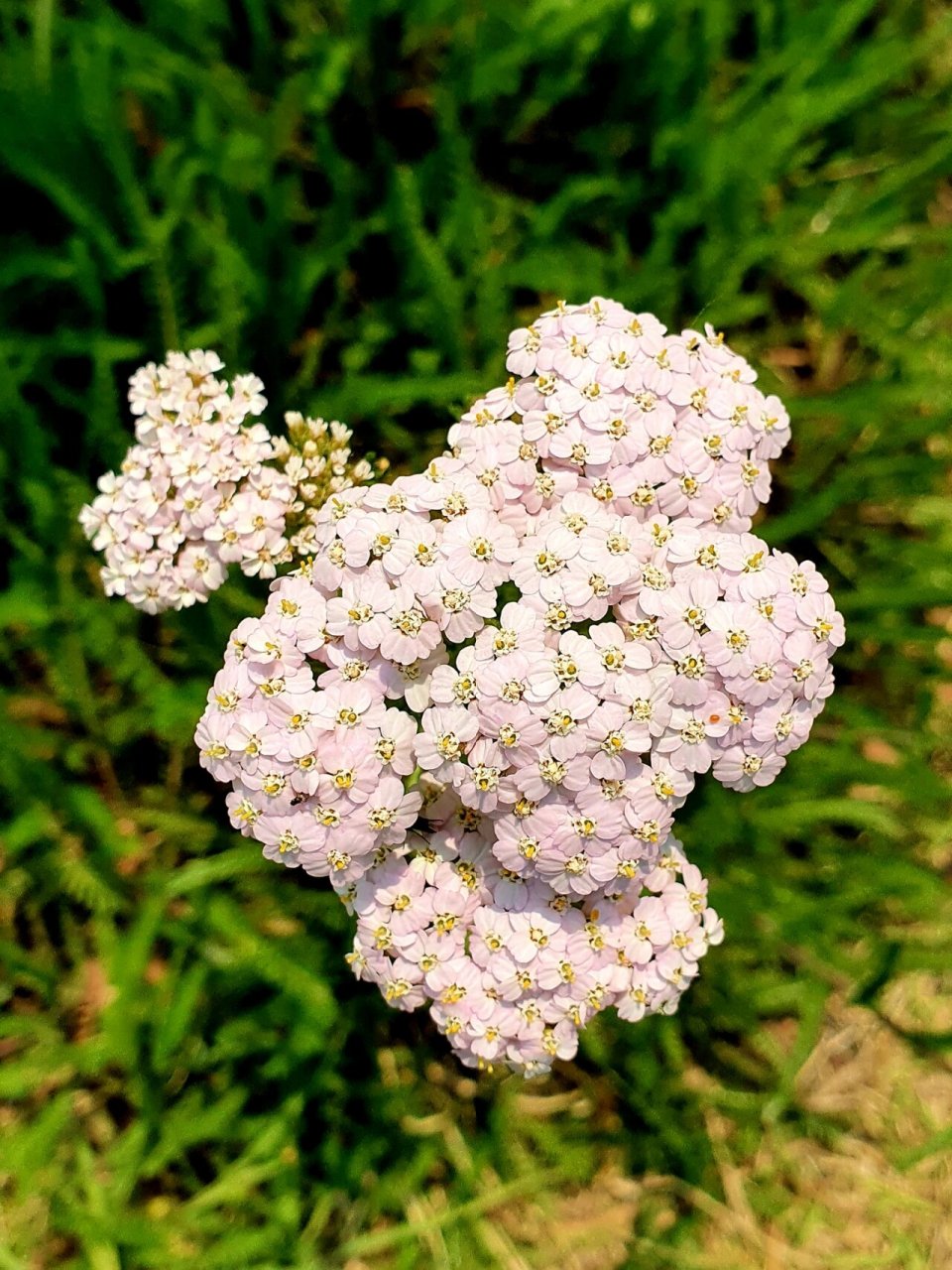 蓍草 92第一次看见浅粉色蓍草花,以前开的都是白色的,遮住阳光比较