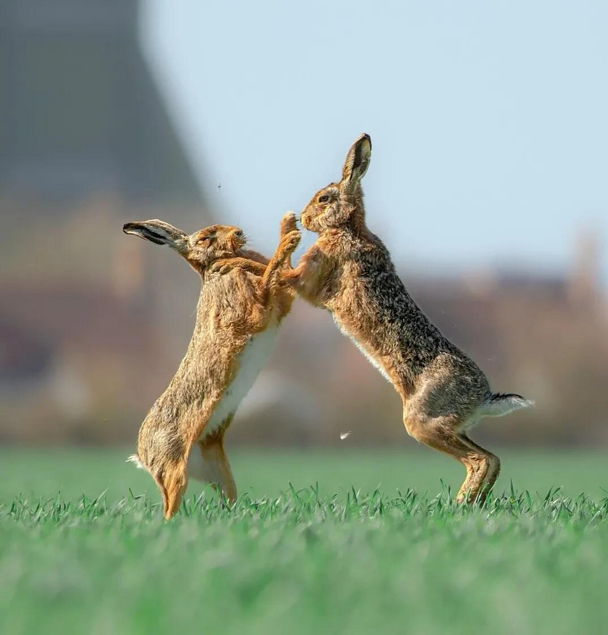 英国男子记录野外精彩瞬间 雄兔求偶场面宛如拳击赛场 2023年4月3日