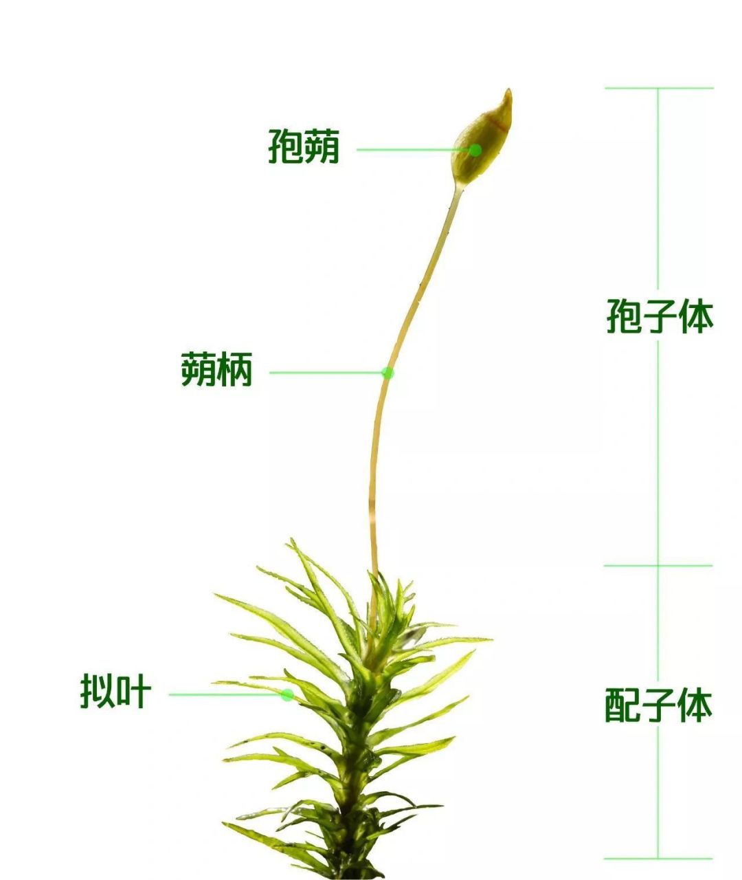 苔藓植物的孢子体都由孢蒴,蒴柄和基足3部分组成,寄生在配子体上,而