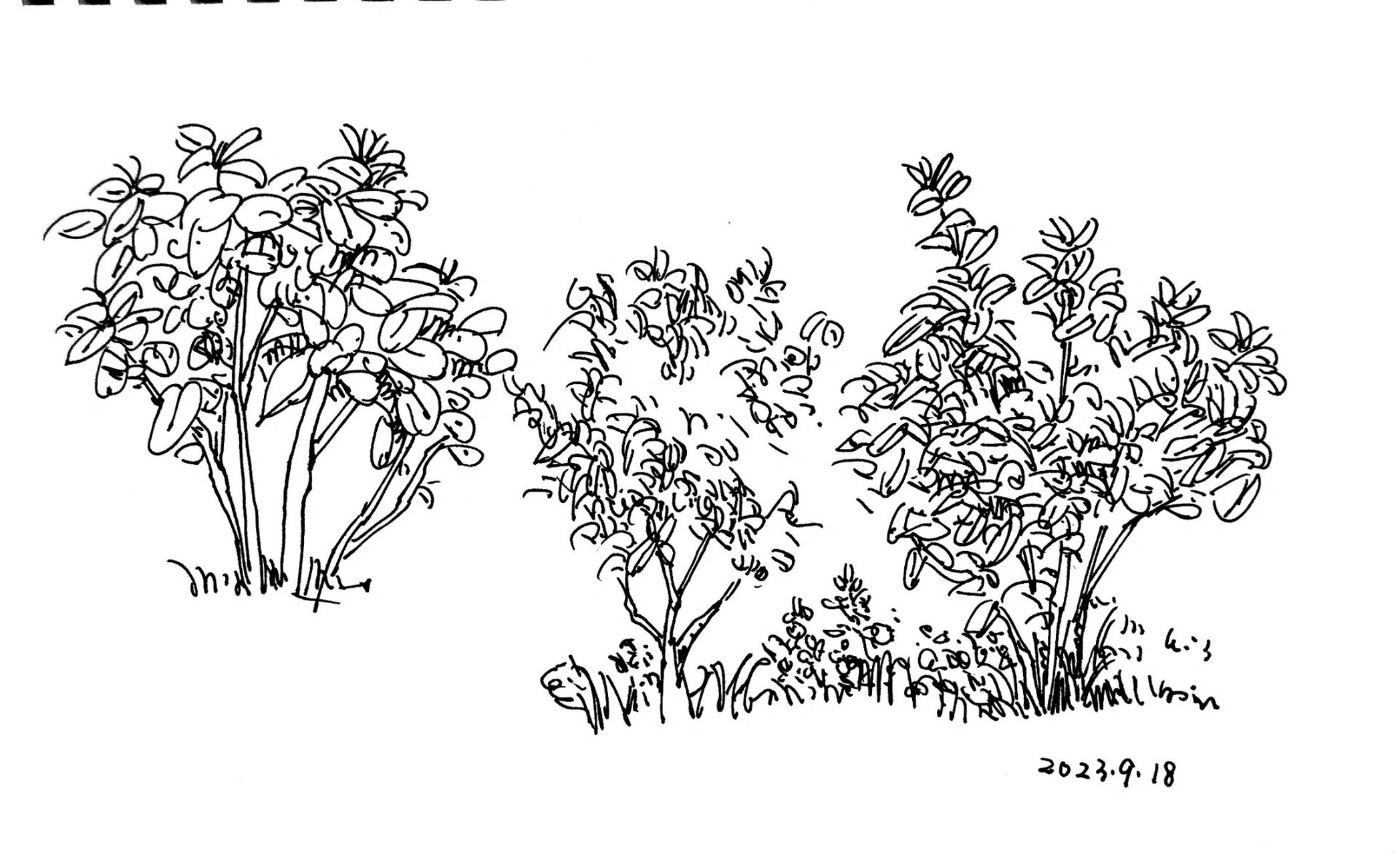 植物临摹‖夏克梁建筑风景✒️速写 最后一张附作者原图