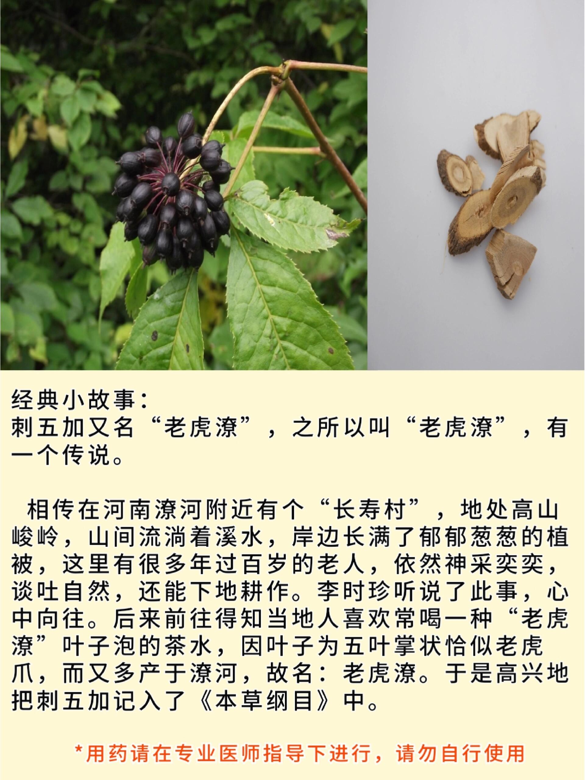 民间带刺草药大全图片