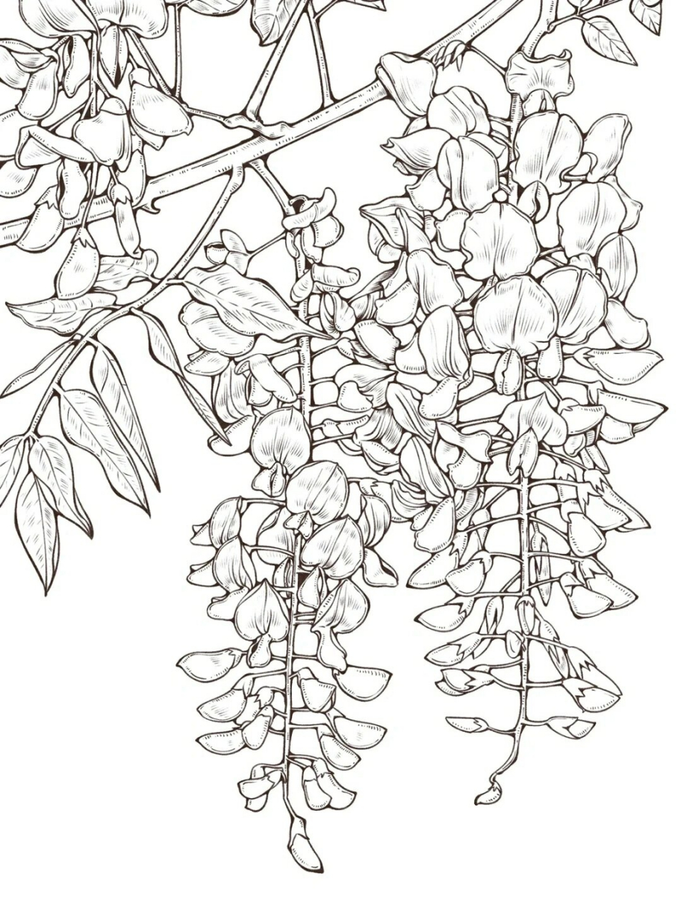 紫罗兰花| 装饰画风格~黑白线稿也好棒呀 紫罗兰花 黑白线稿也很nice