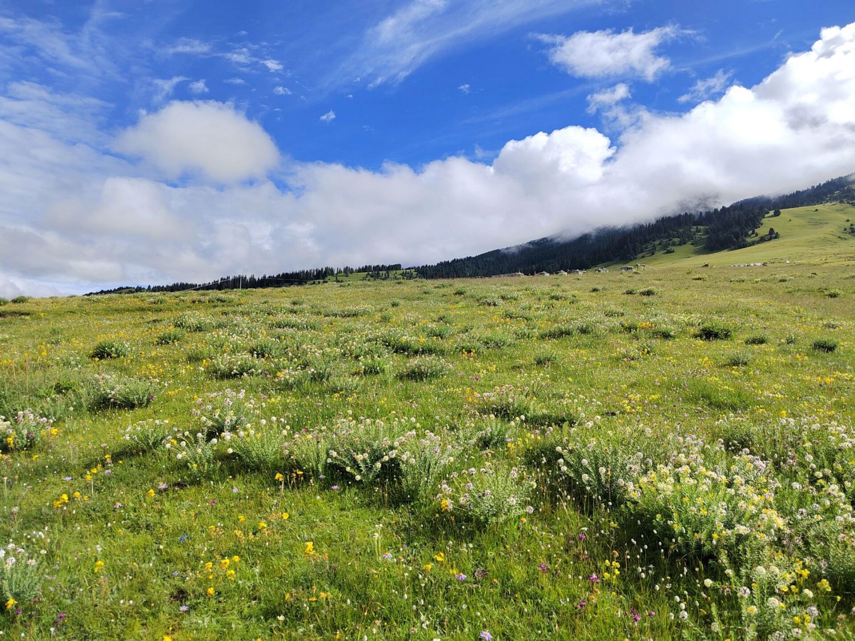 川西最美草原-玉科草原  川西的草原也去过几个了,红原草原,塔公草原