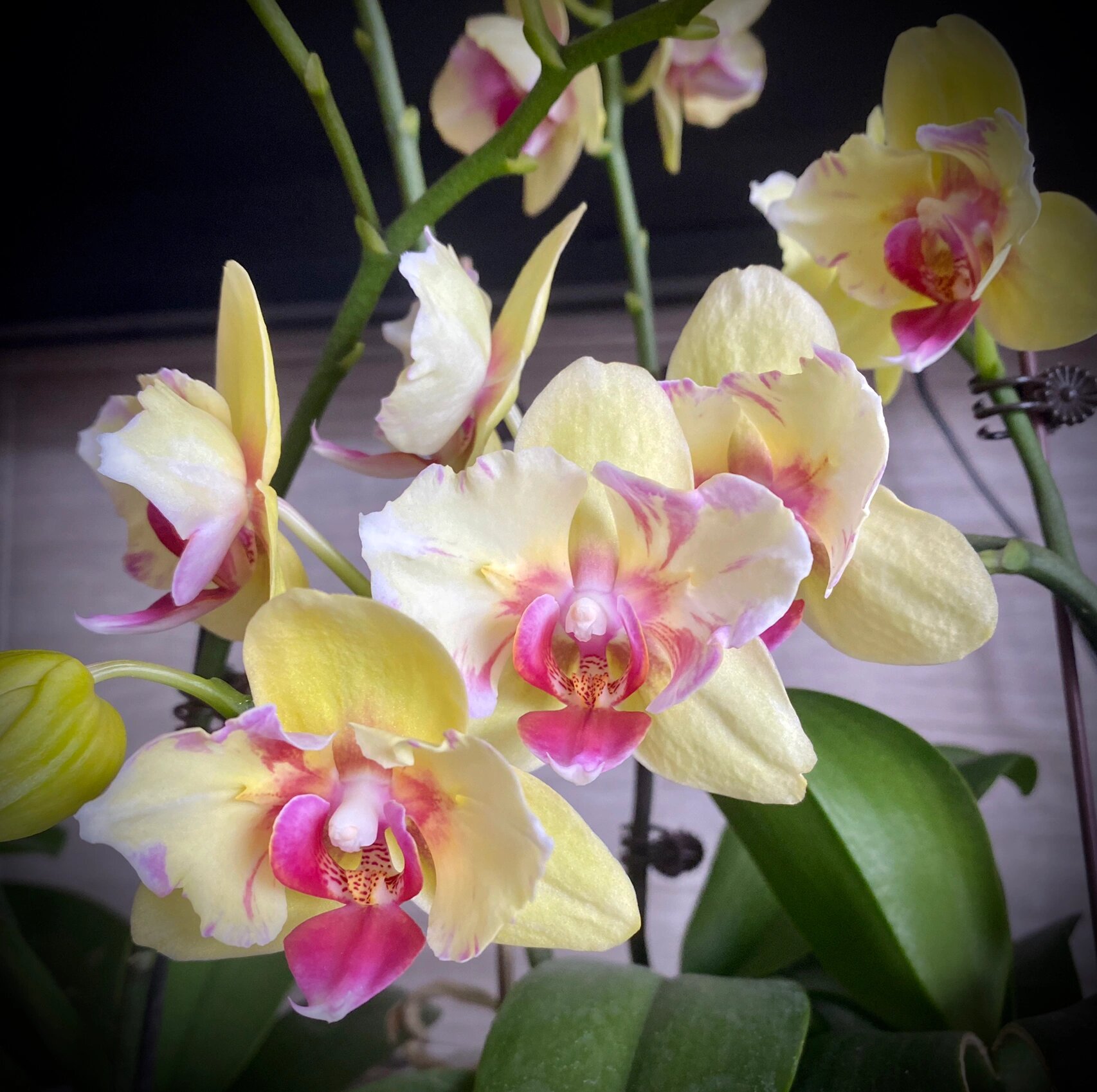 蝴蝶兰—朝日变异 朝日的三款变异是我一直非常喜欢的 去年买了两款