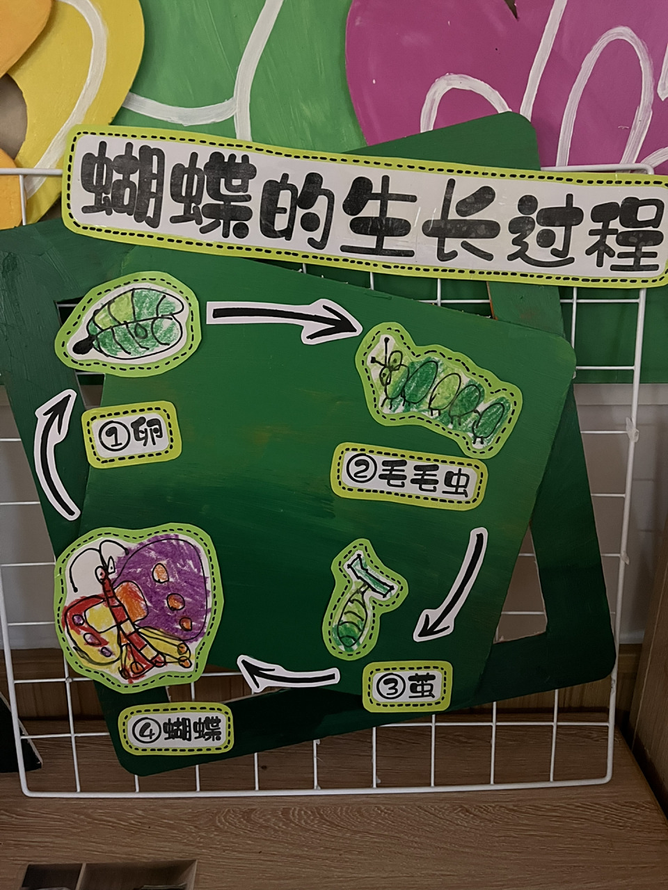 蝴蝶的生长过程 小班能画成这样,挺不错了.