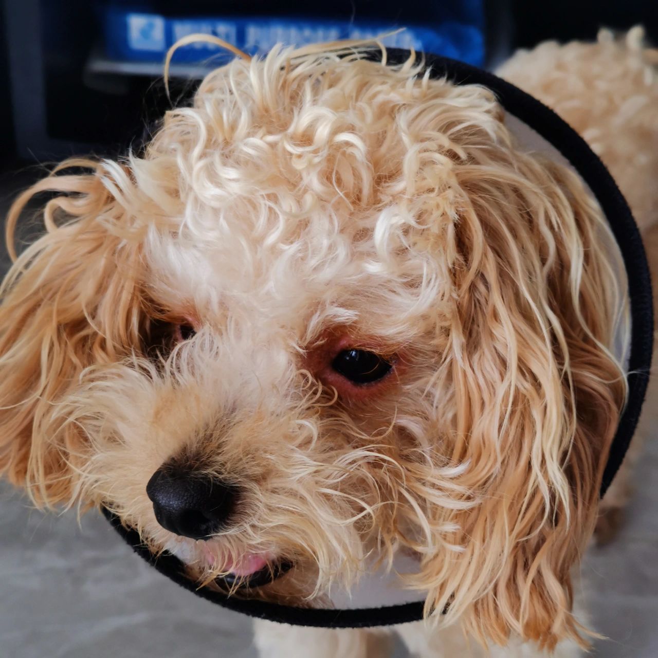 求助贴75泰迪狗狗眼睛周围红肿751575157515 我们家