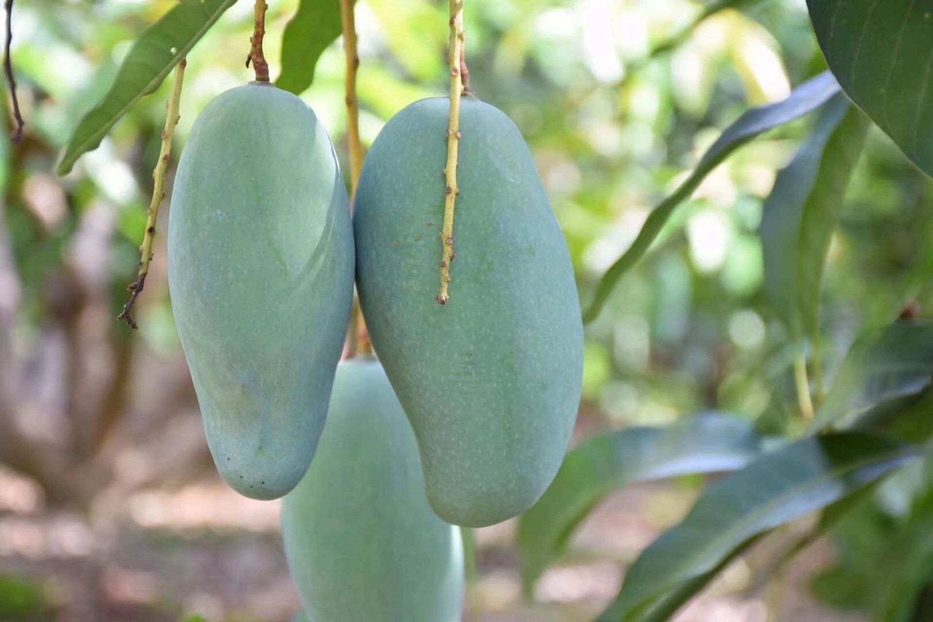 真真z好吃的芒果 广西田东桂七芒果 大桂七特有的标志: 外观呈s形,有