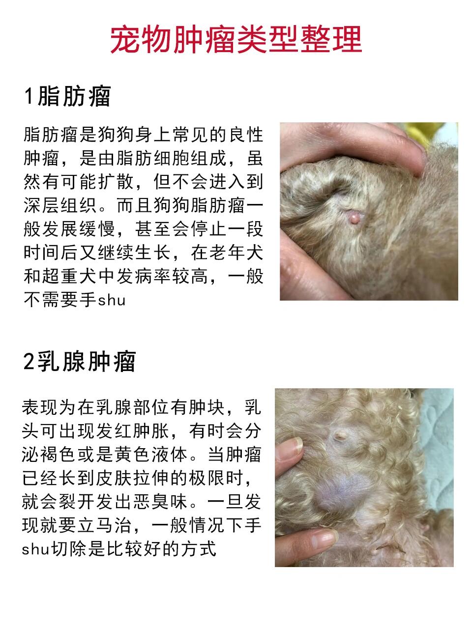 1脂肪瘤 脂肪瘤是狗狗身上常见的良性肿瘤,是由脂肪细胞组成,虽然有